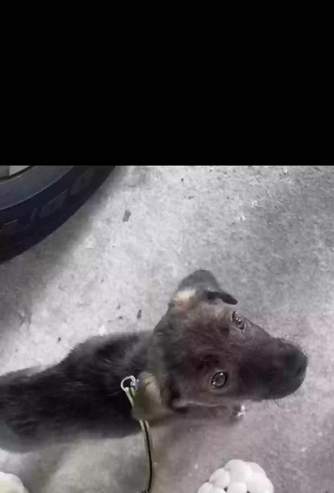 Lost dog in North Little Rock, AR, 72114