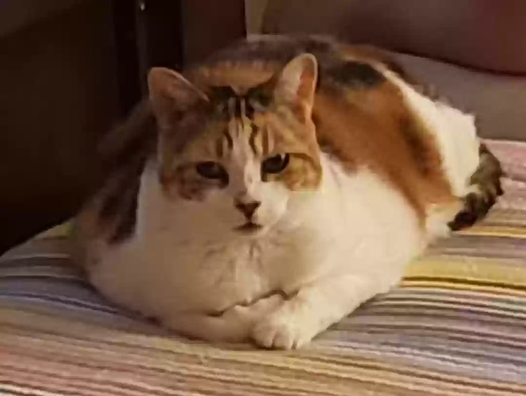 Lost cat in Ocala, FL, 34476
