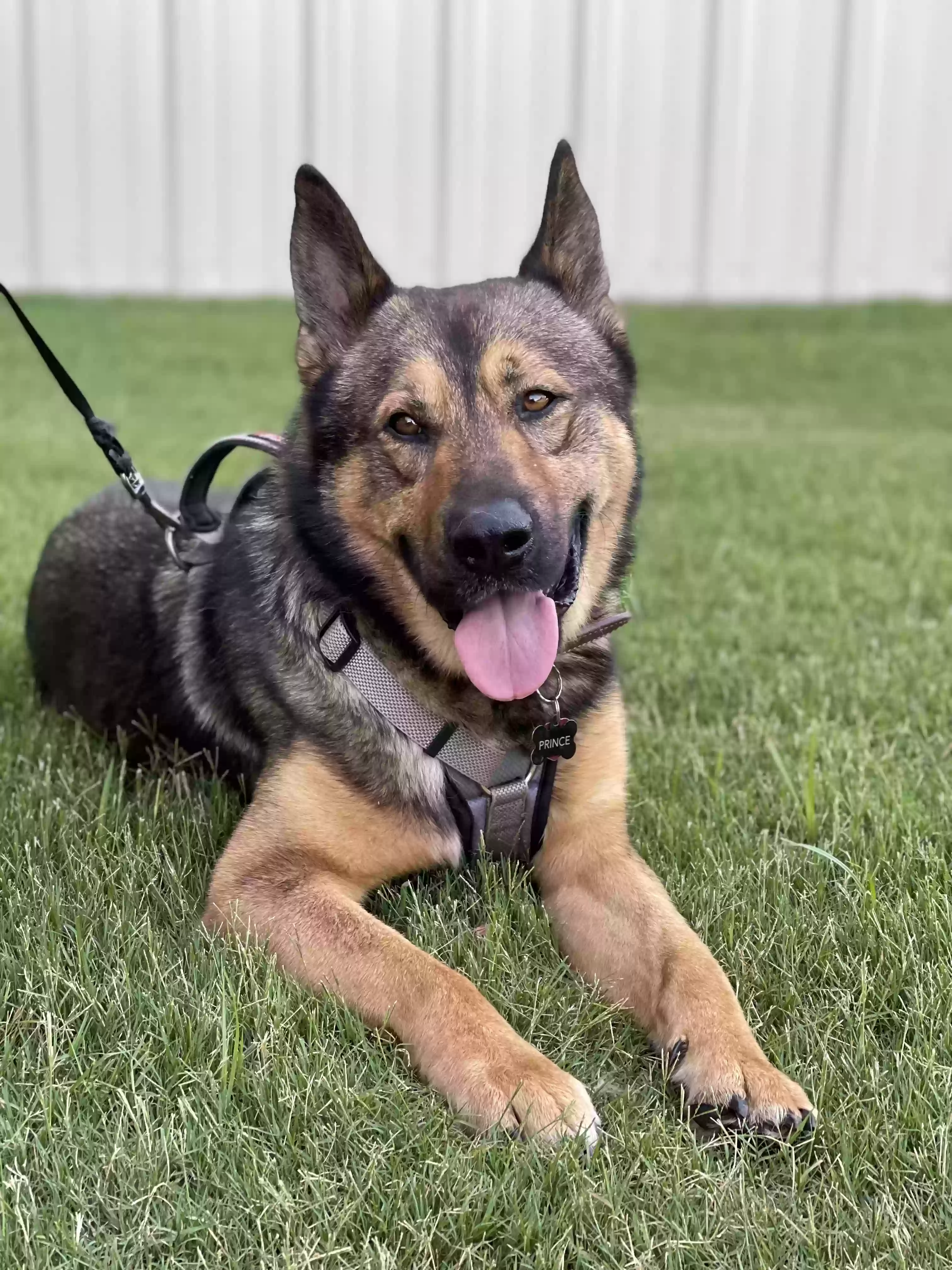 Lost dog in Cleveland, TN, 37323