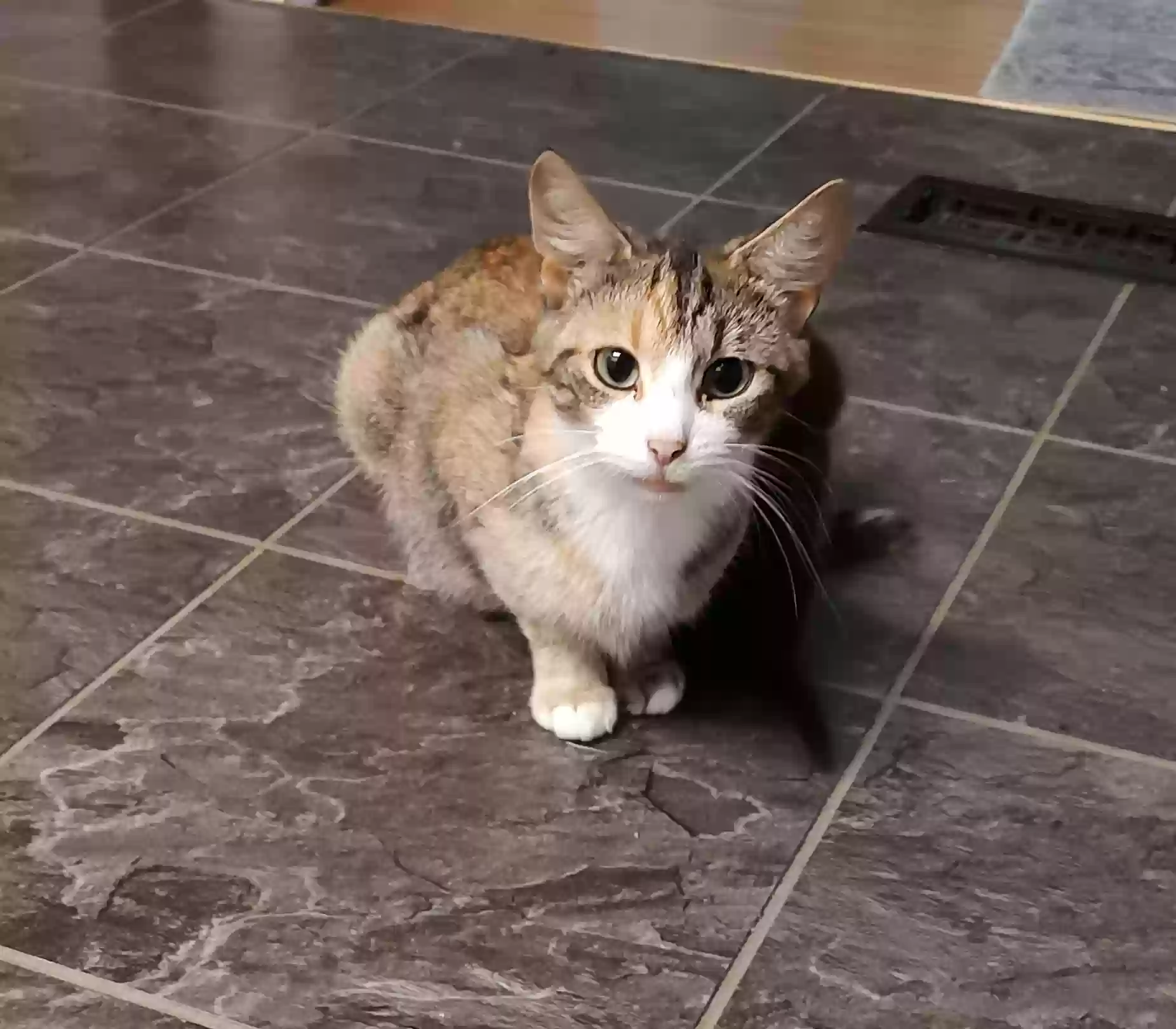 Lost cat in Fort Wayne, IN, 46815