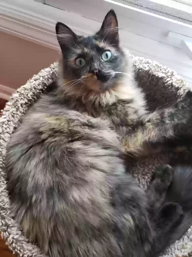 Lost cat in Wilmington, DE, 19803
