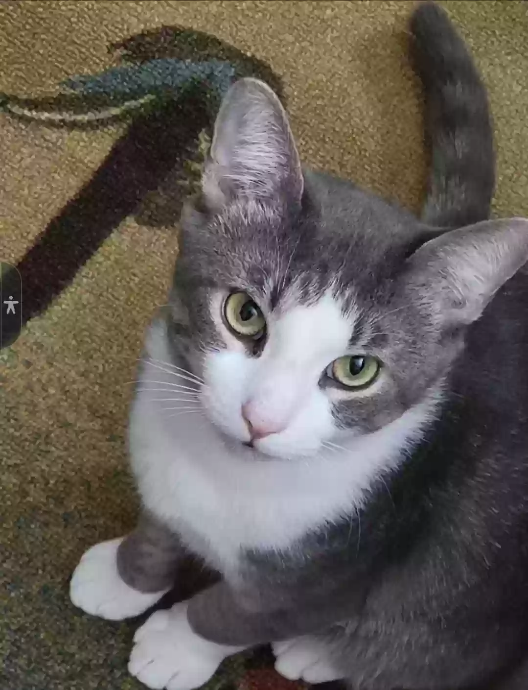 Lost cat in Jackson, MS, 39209