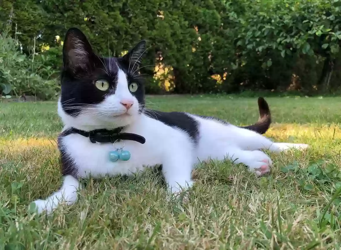 Lost cat in Portland, OR, 97203