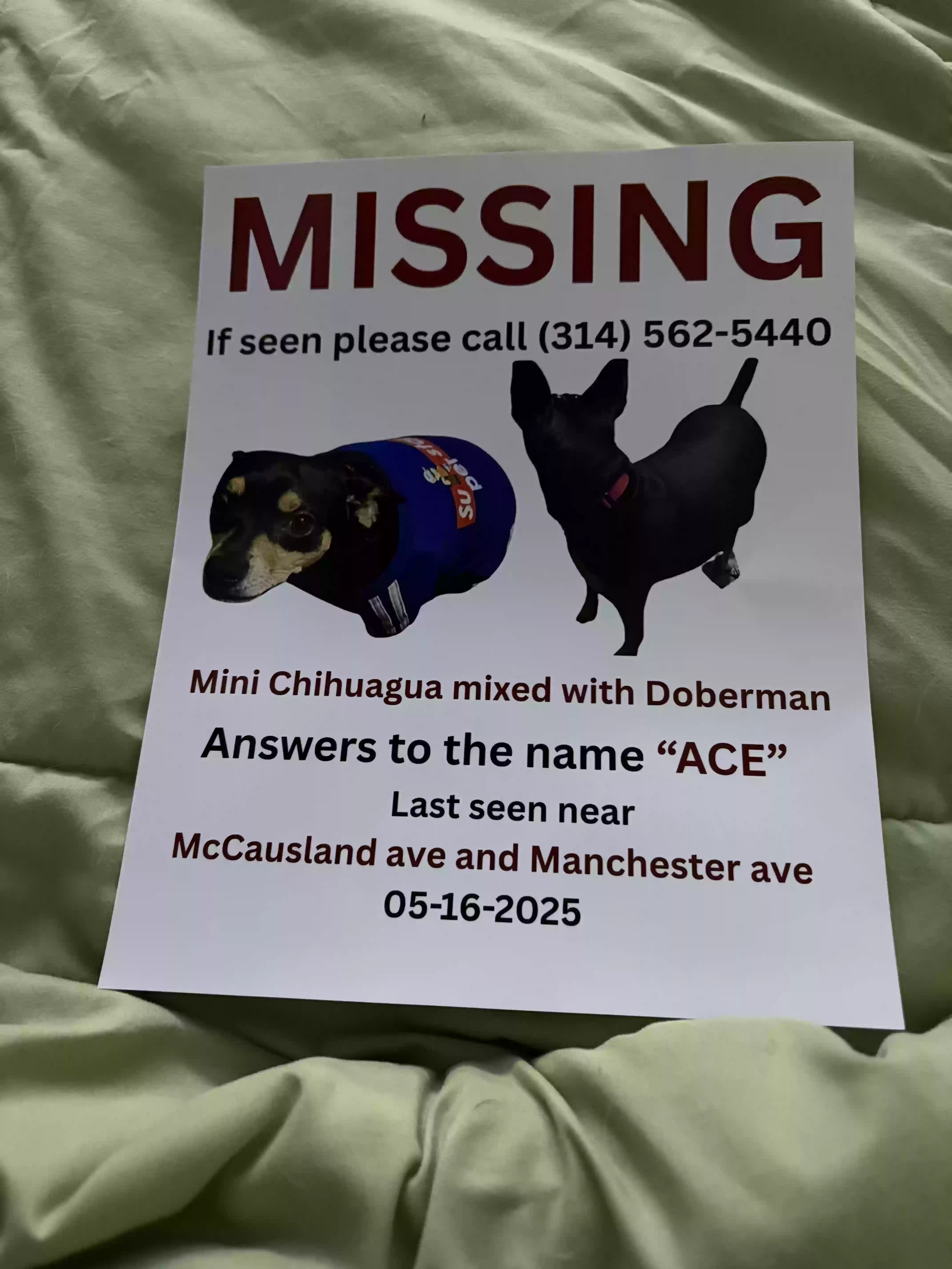 Lost dog in Saint Louis, MO, 63118
