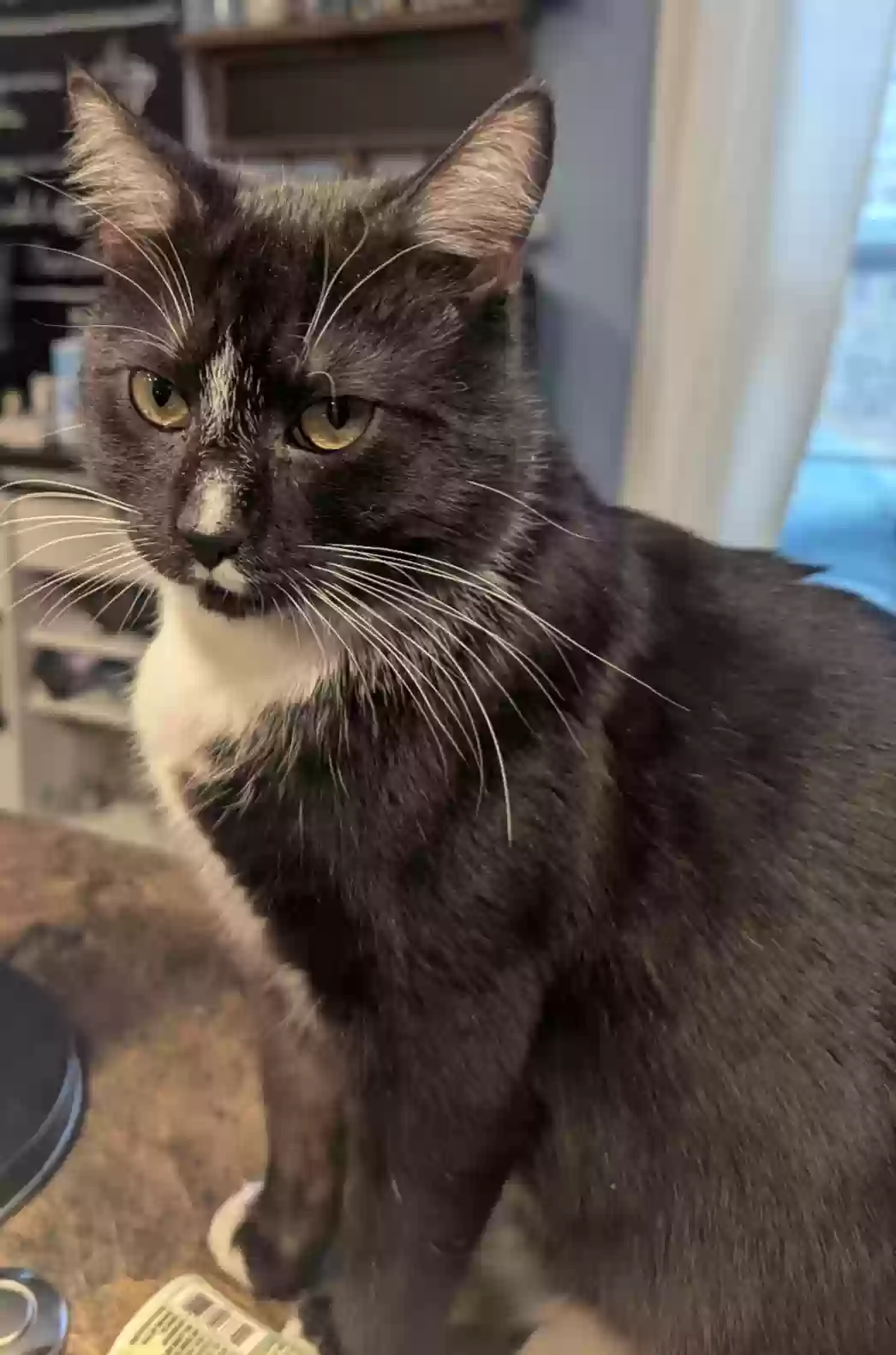 Lost cat in Liberty, SC, 29657