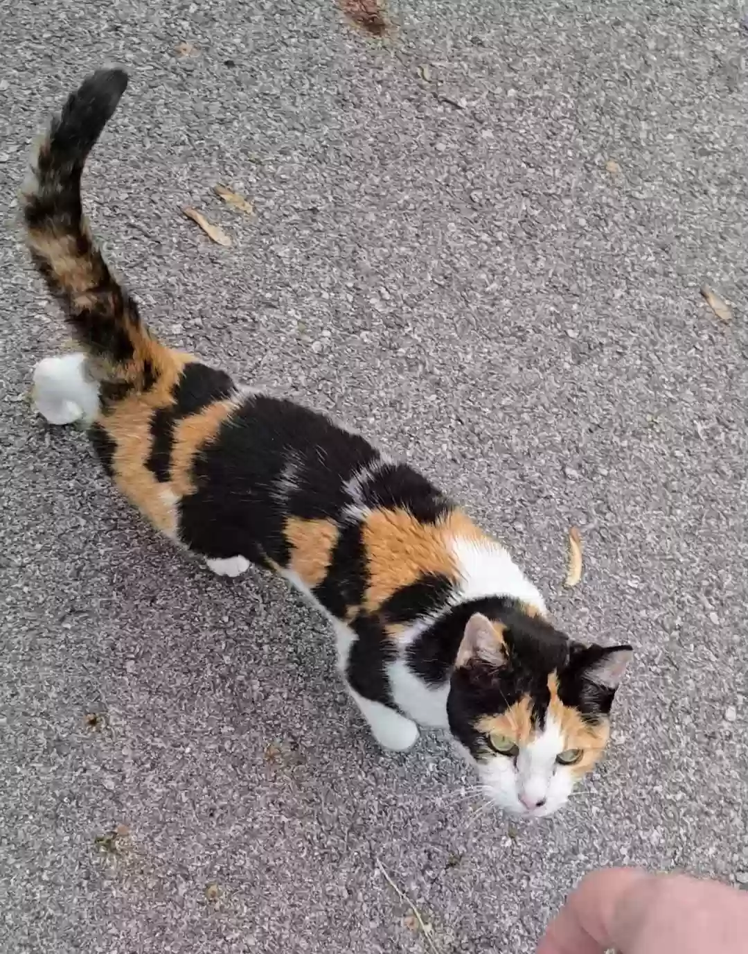 Lost cat in Columbus, OH, 43207