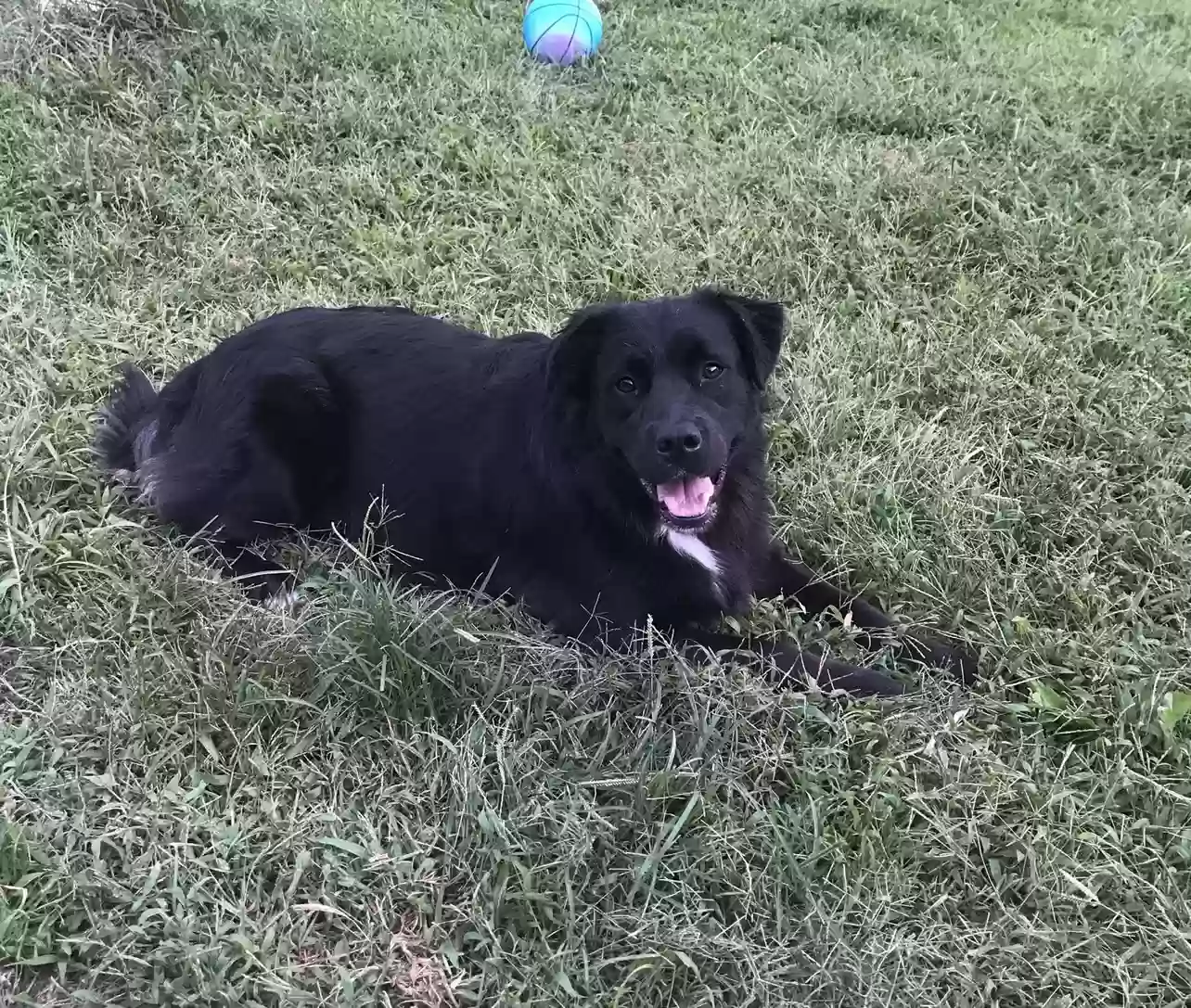 Lost dog in Starke, FL, 32091