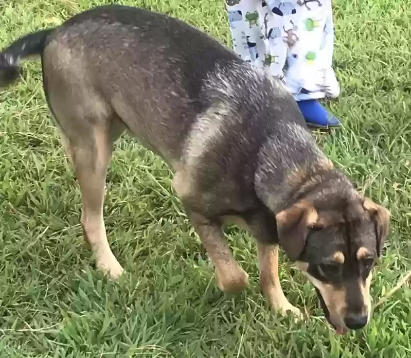 Lost dog in Starke, FL, 32091