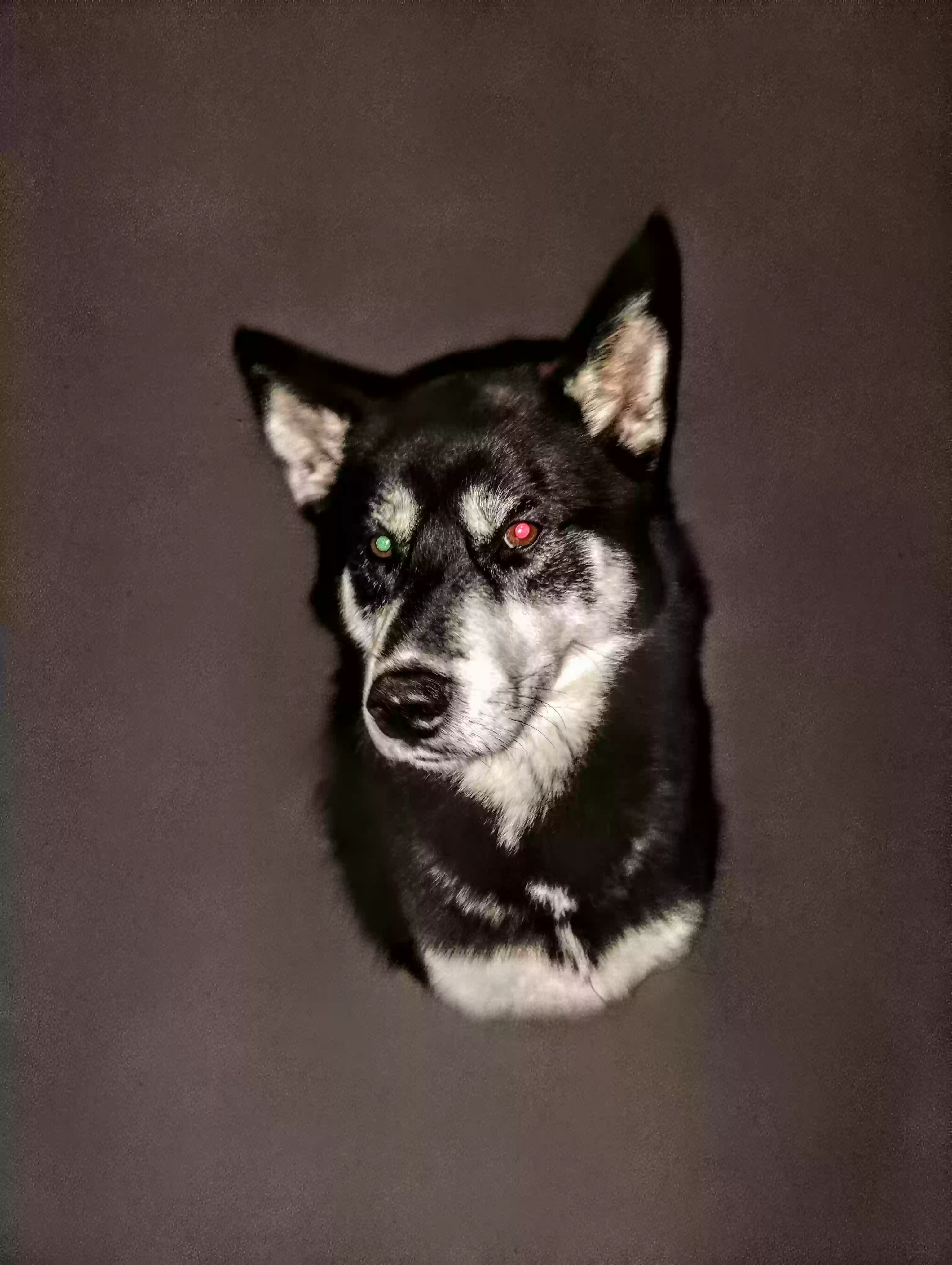 Lost dog in Cedar Rapids, IA, 52404