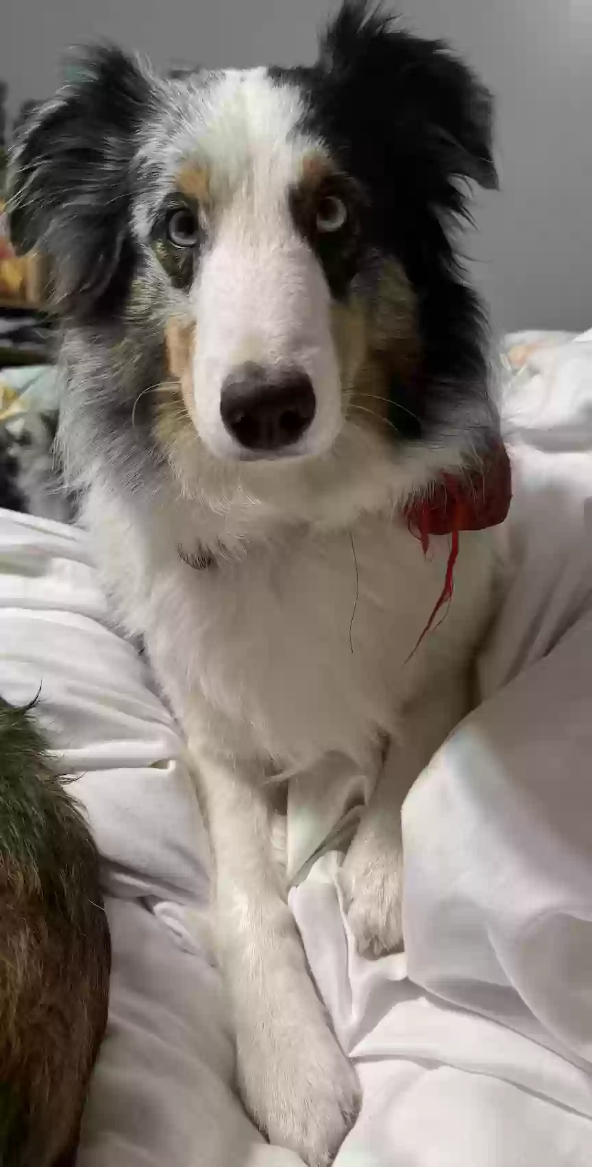 Lost dog in Mcpherson, KS, 67460