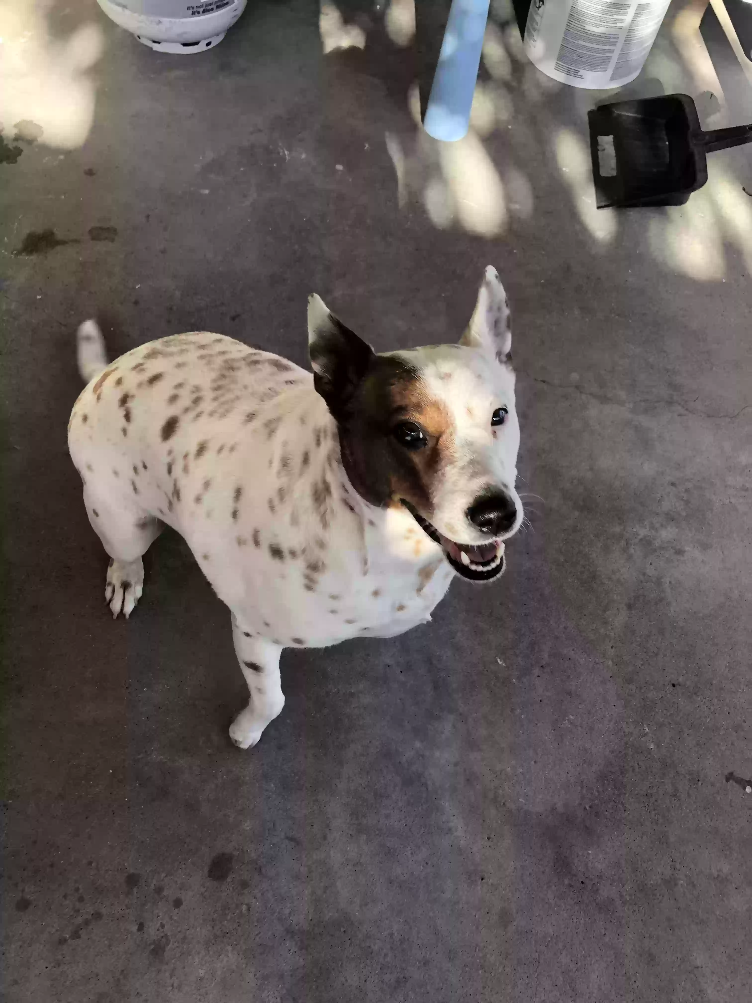 Lost dog in Anaheim, CA, 92805