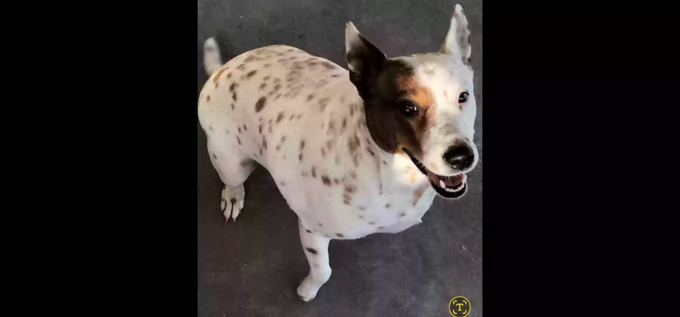 Lost dog in Anaheim, CA, 92805