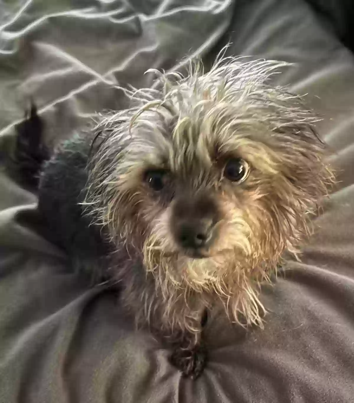Lost dog in Powder Springs, GA, 30127