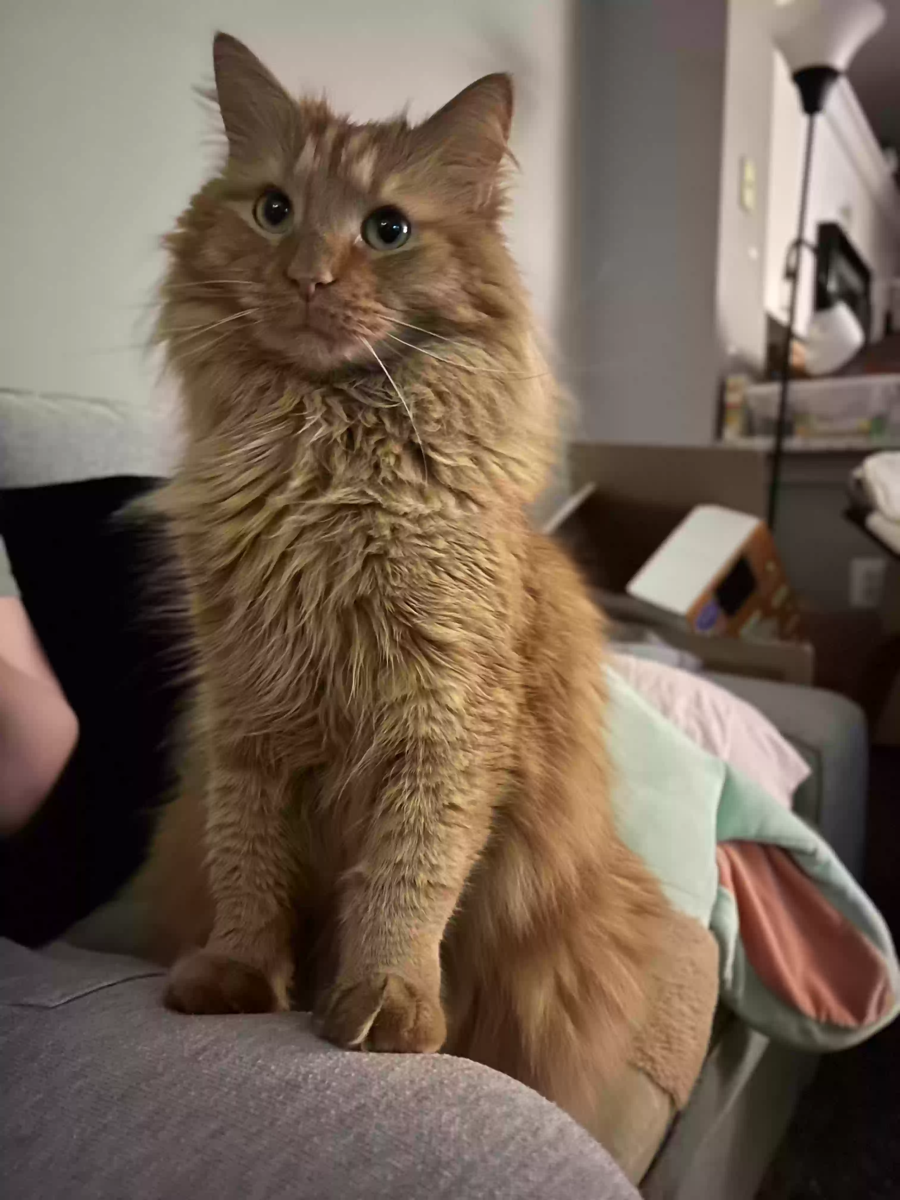 Lost cat in Centreville, VA, 20120