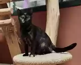 Lost cat in New Glarus, WI, 53574