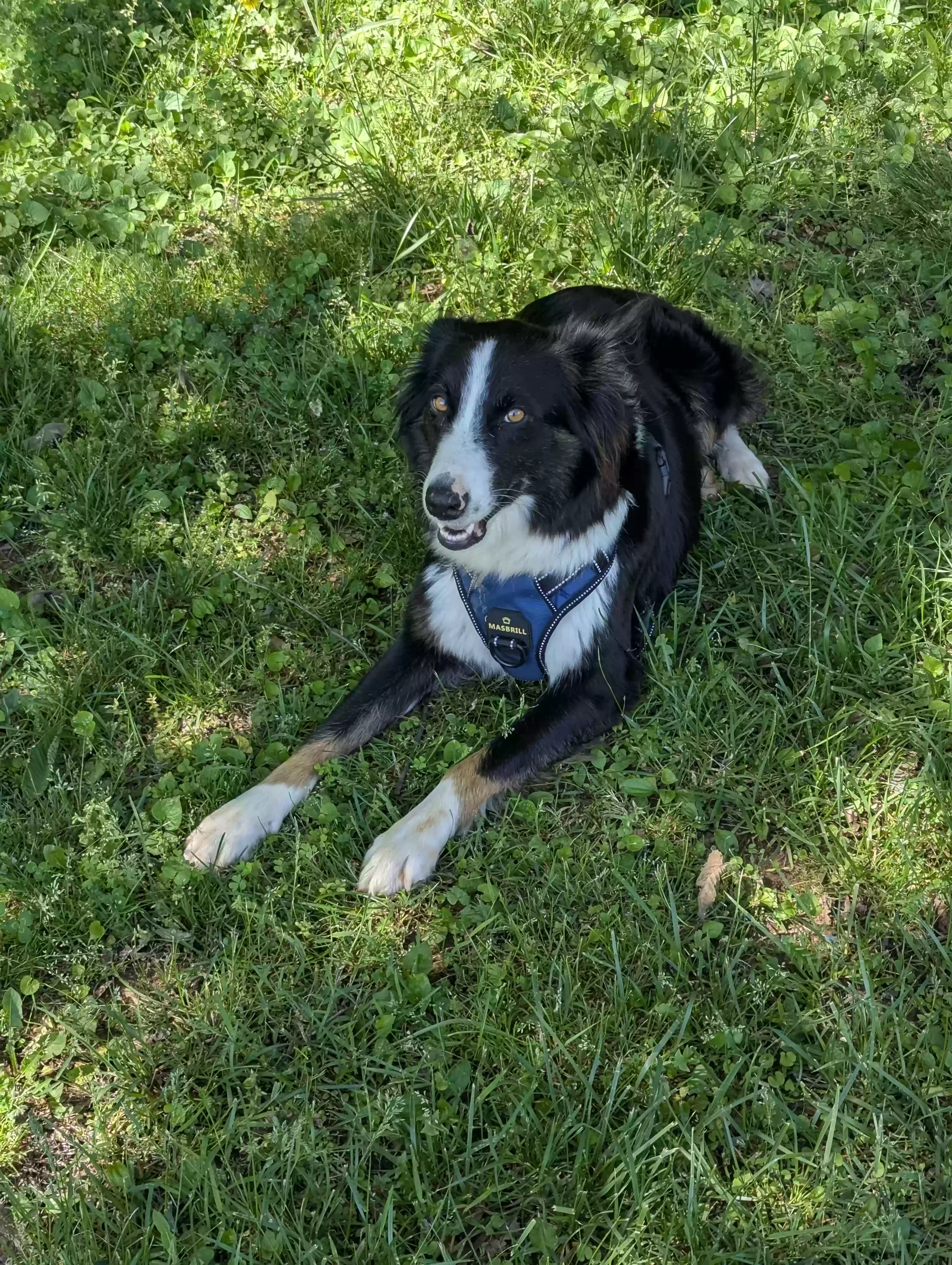 Lost dog in Eva, AL, 35621
