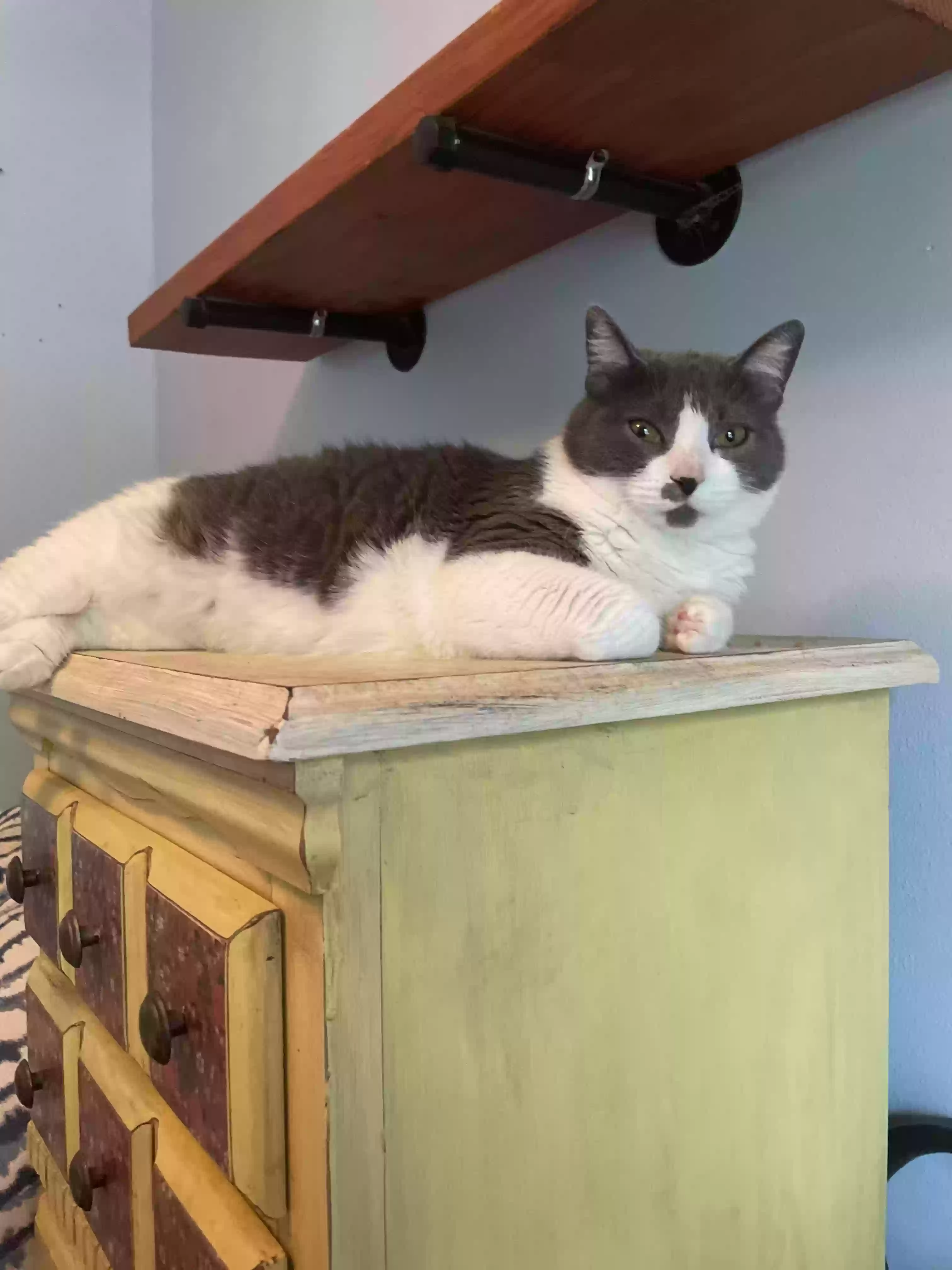 Lost cat in Euless, TX, 76039