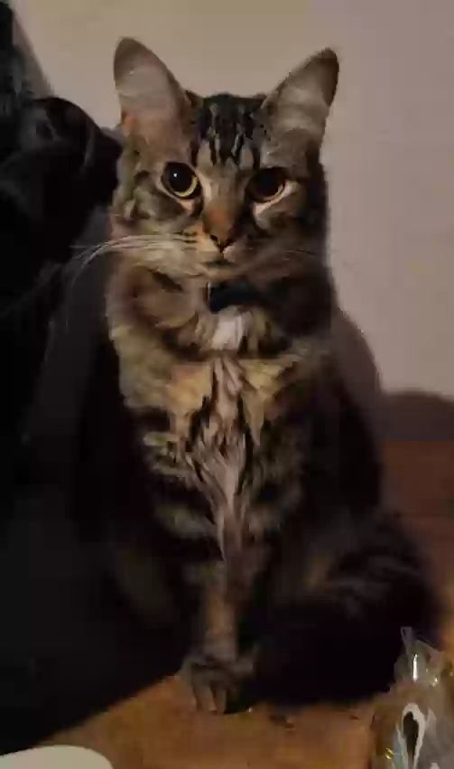 Lost cat in Trussville, AL, 35173