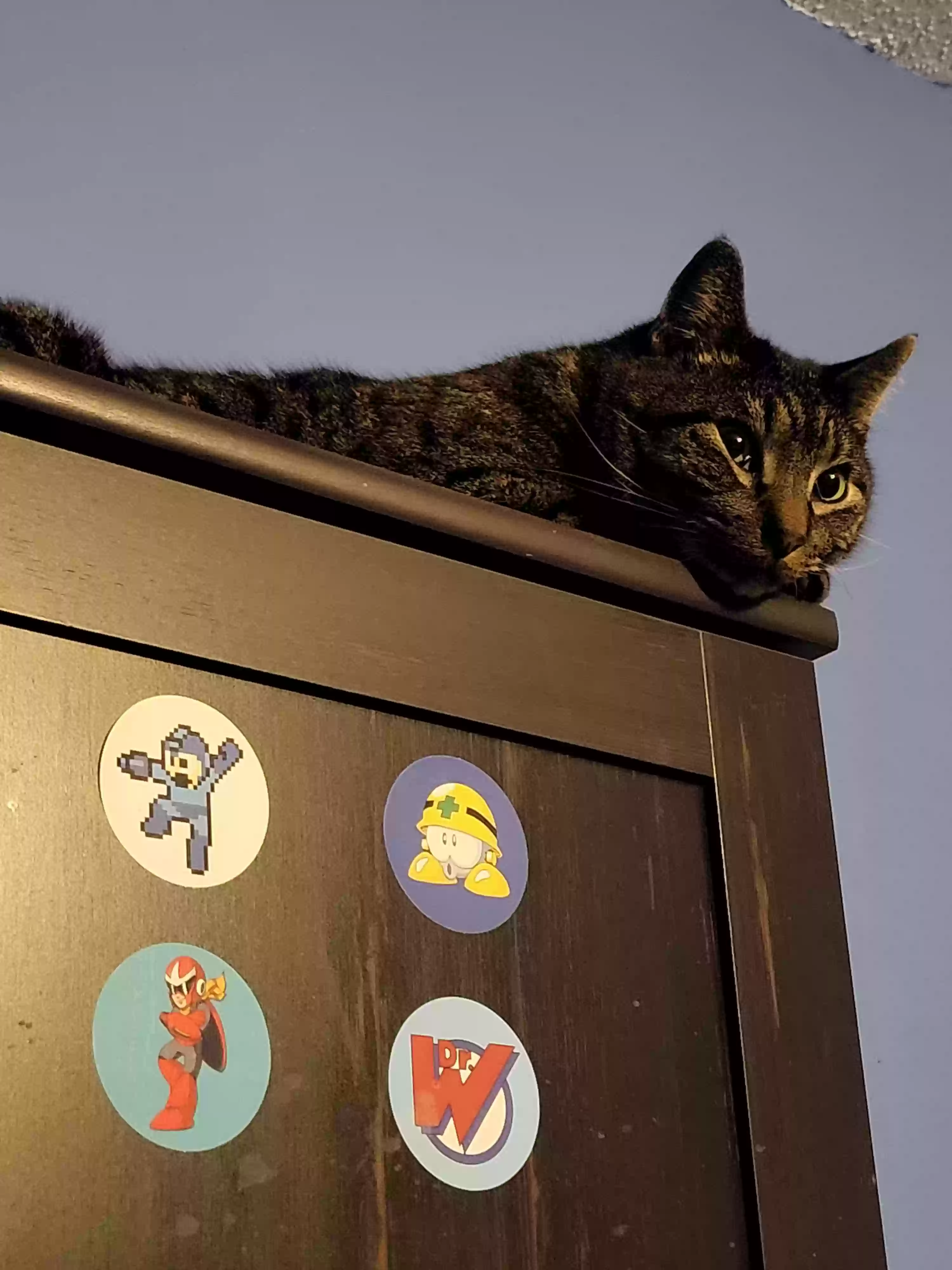 Lost cat in Cedar Rapids, IA, 52402