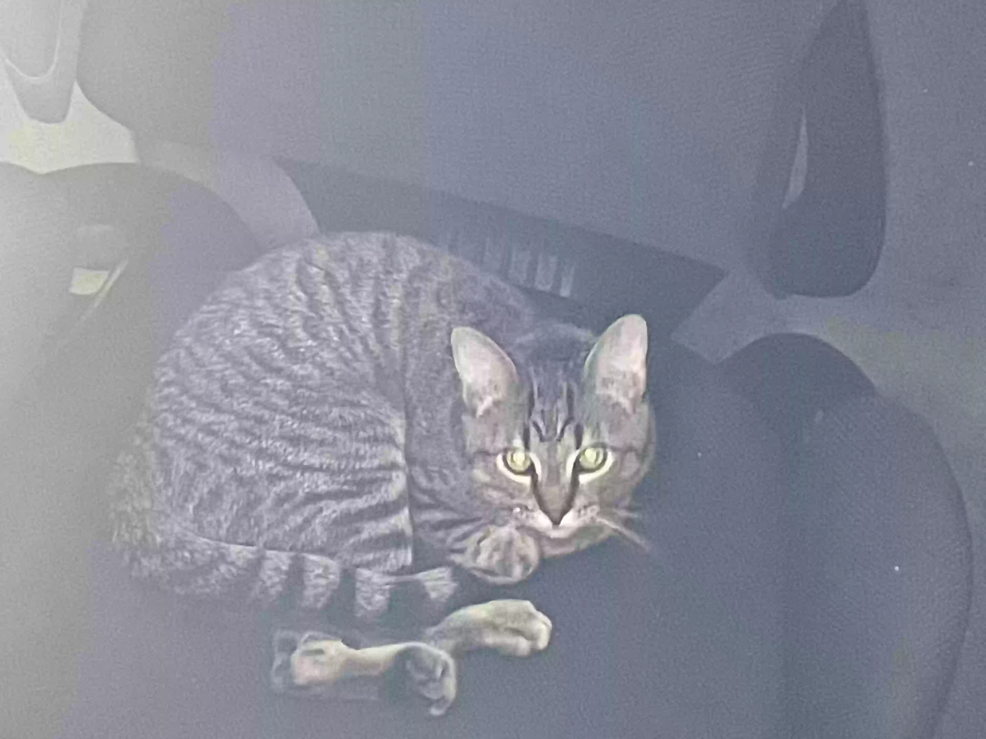Lost cat in Evansville, IN, 47712