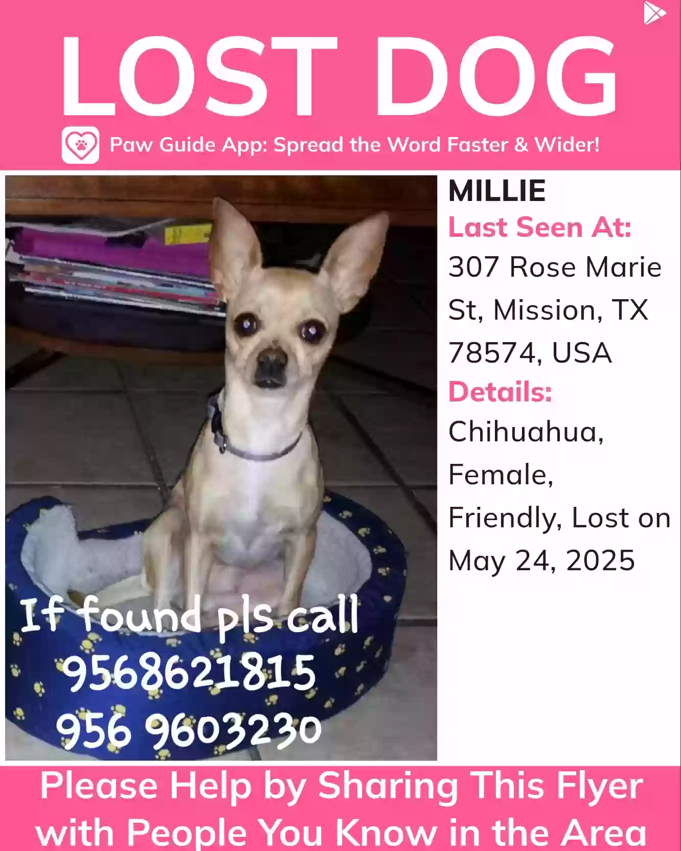 Lost dog in Mission, TX, 78574
