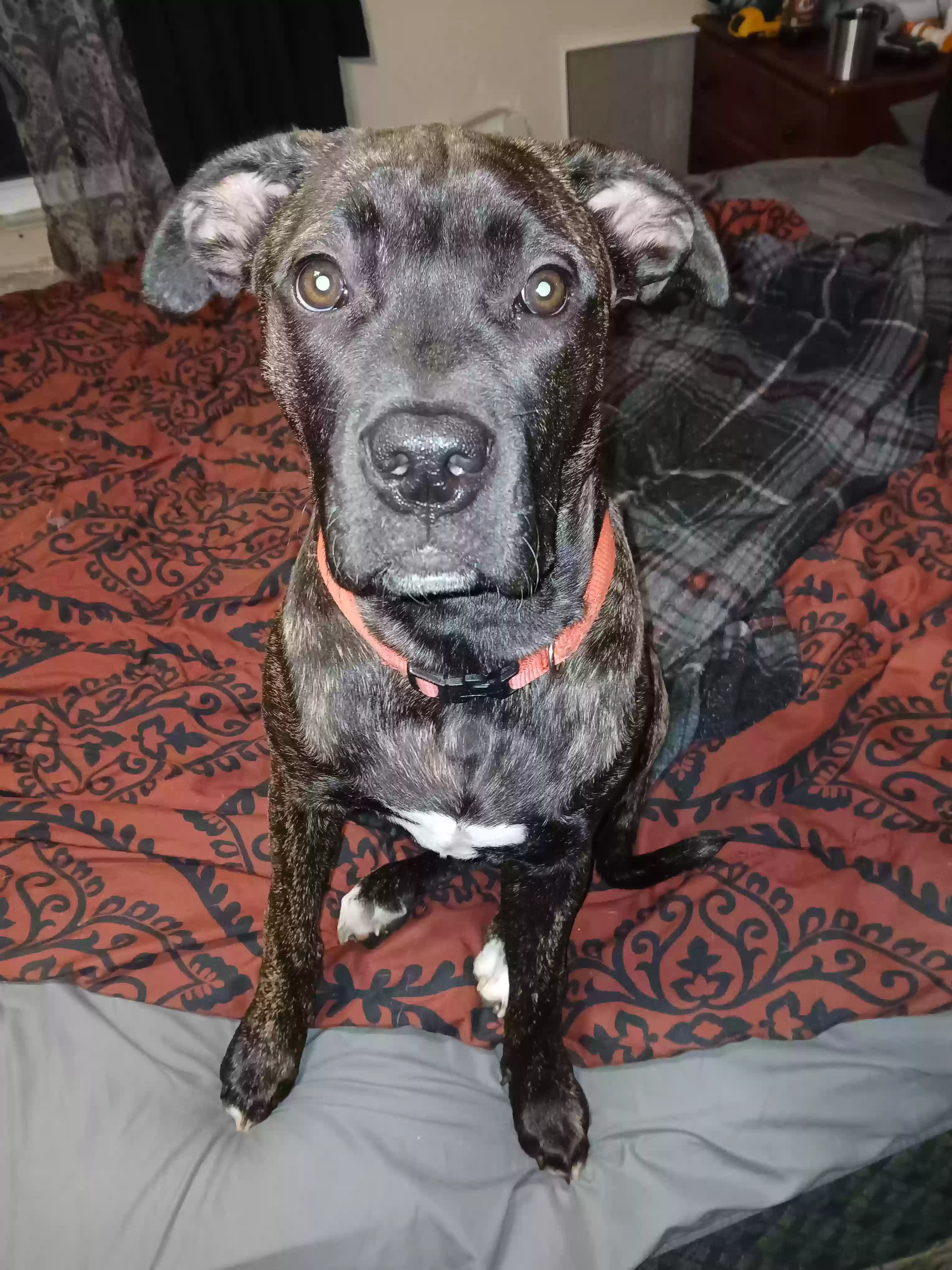 Lost dog in Big Sandy, TN, 38221