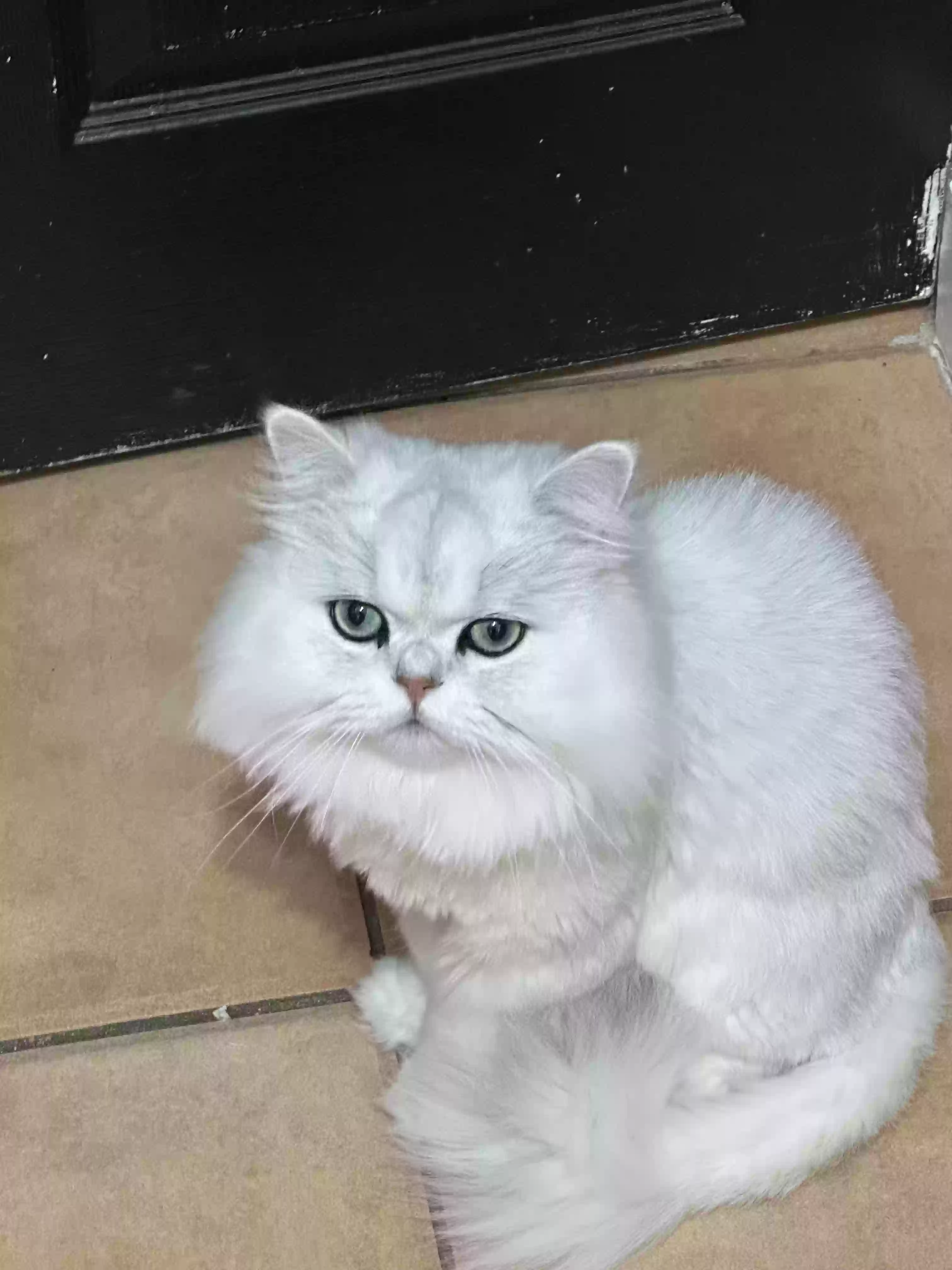 Lost cat in Fort Lauderdale, FL, 33312