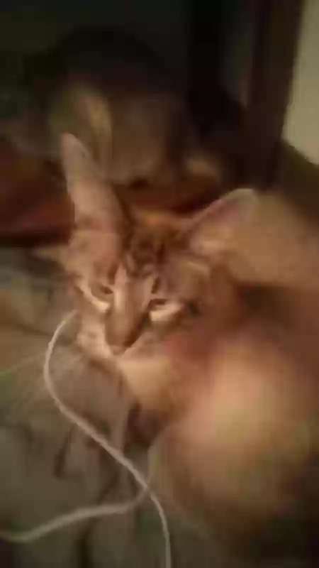 Lost cat in Iowa City, IA, 52240