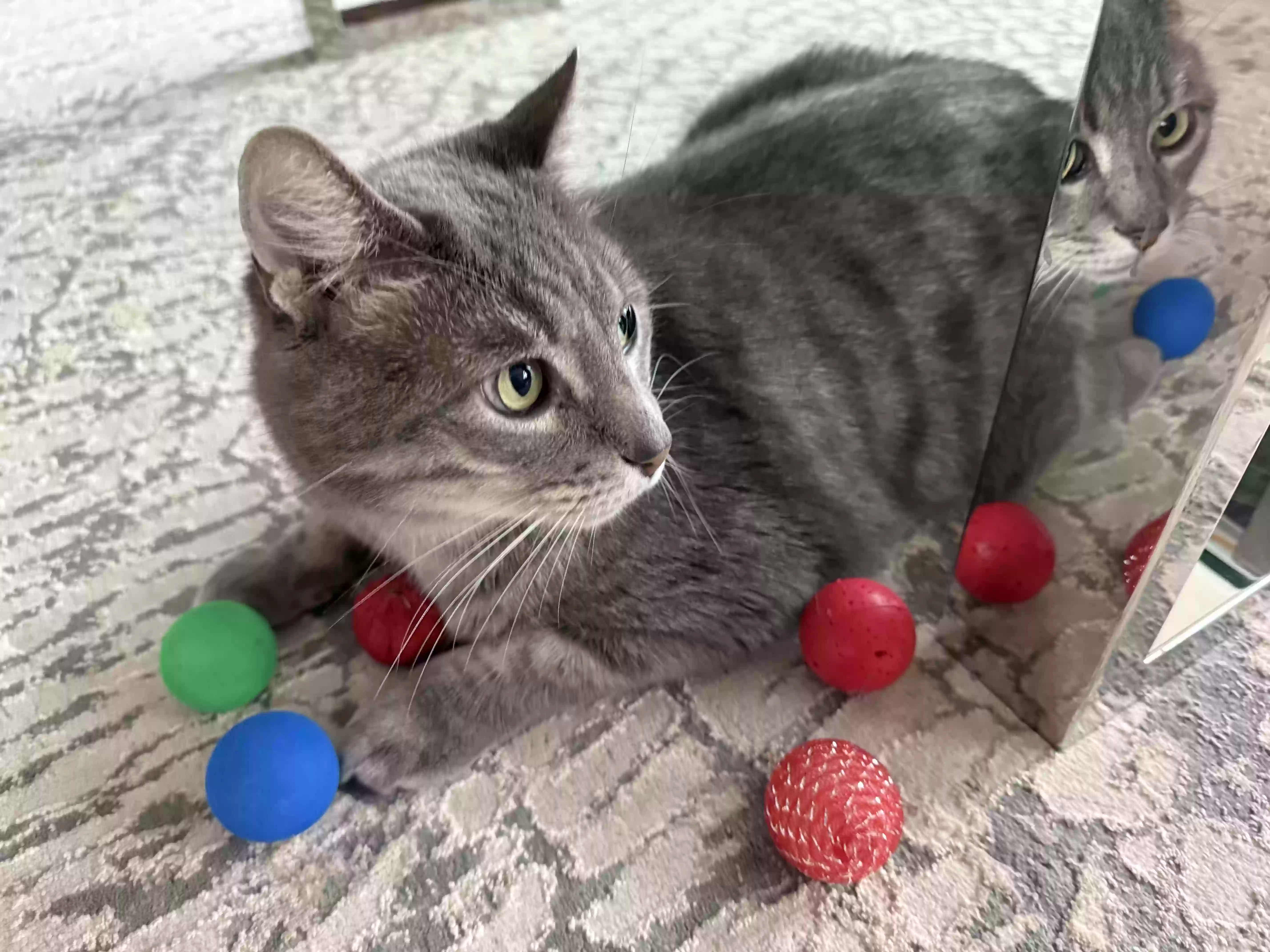 Lost cat in Plano, TX, 75094
