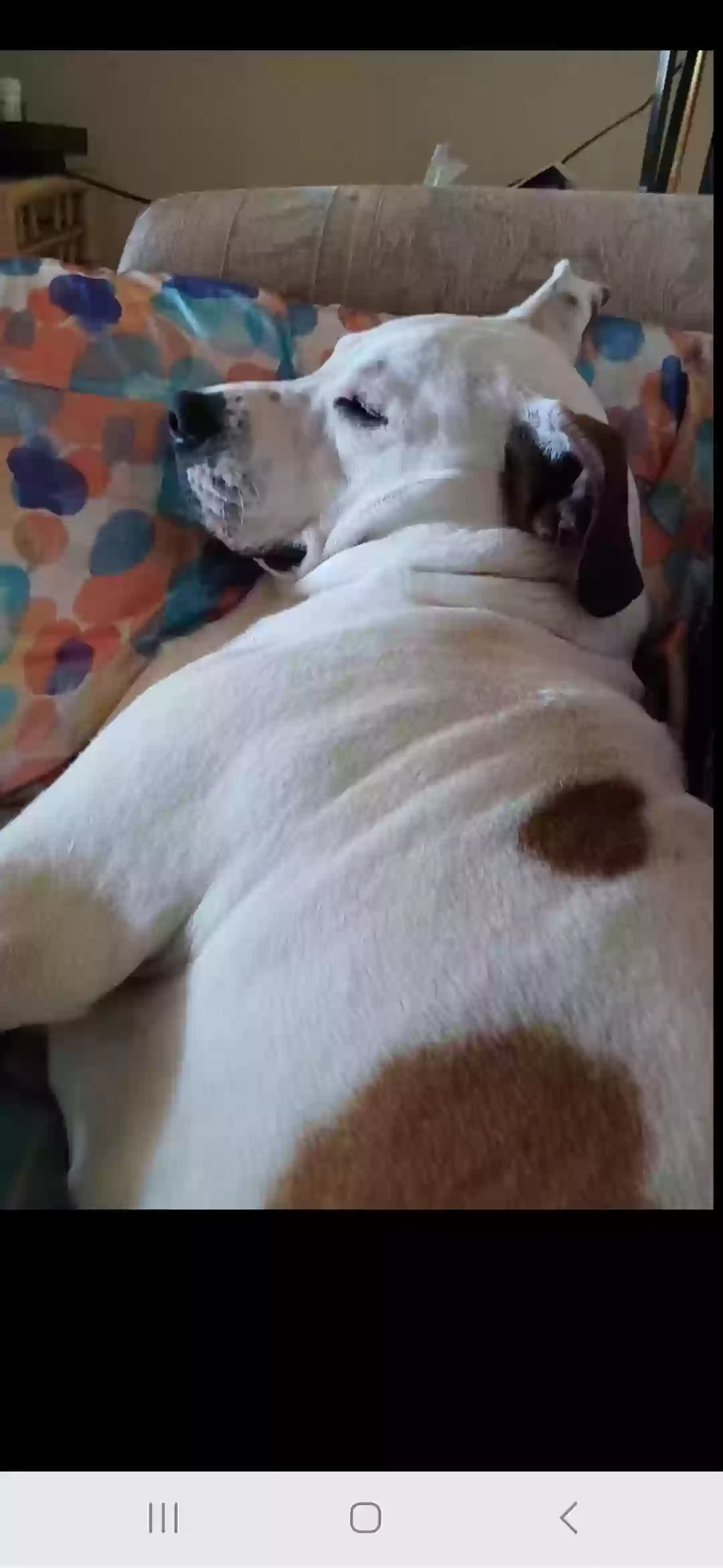 Lost dog in Whitsett, NC, 27377