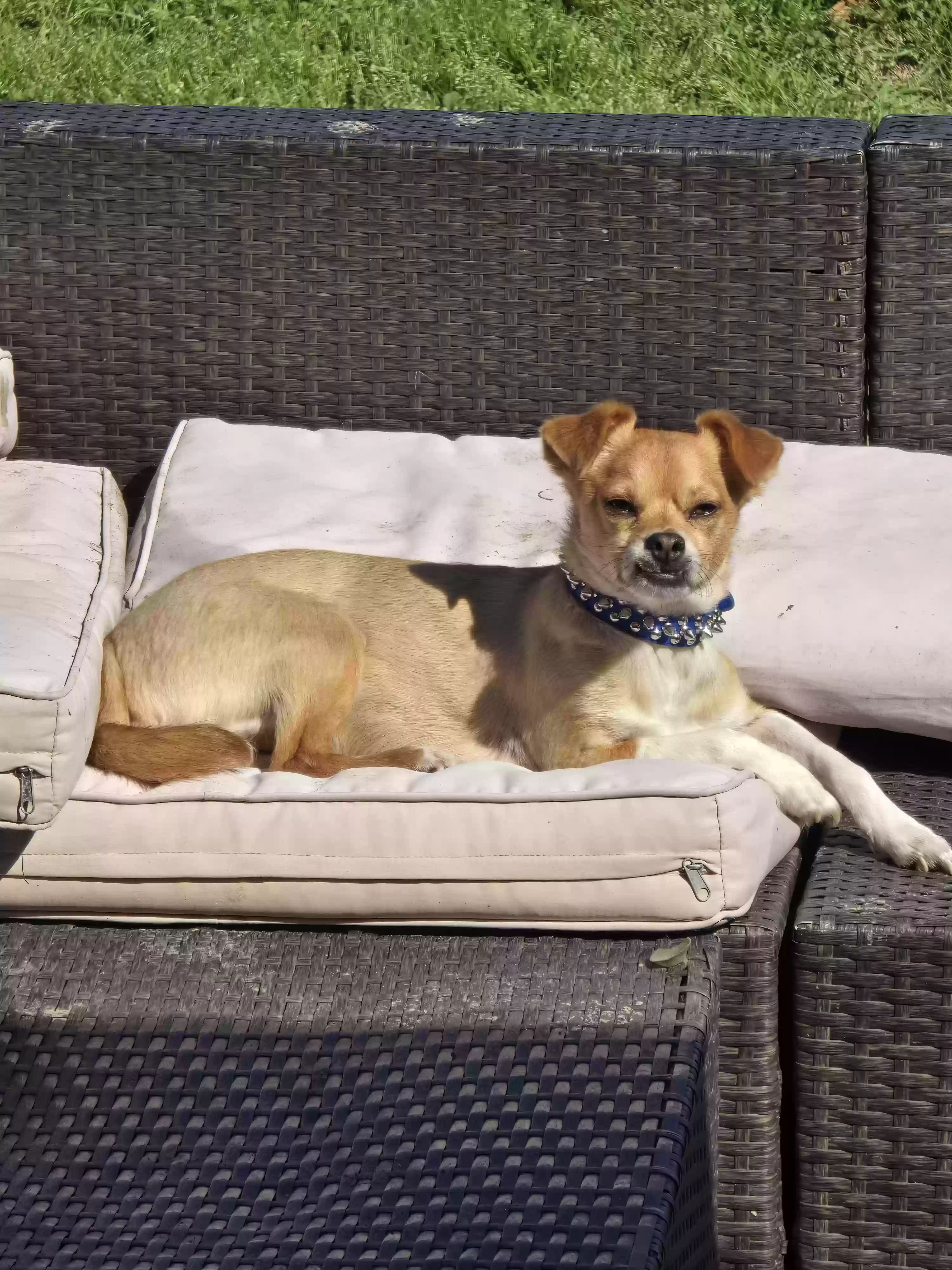 Lost dog in Katy, TX, 77449