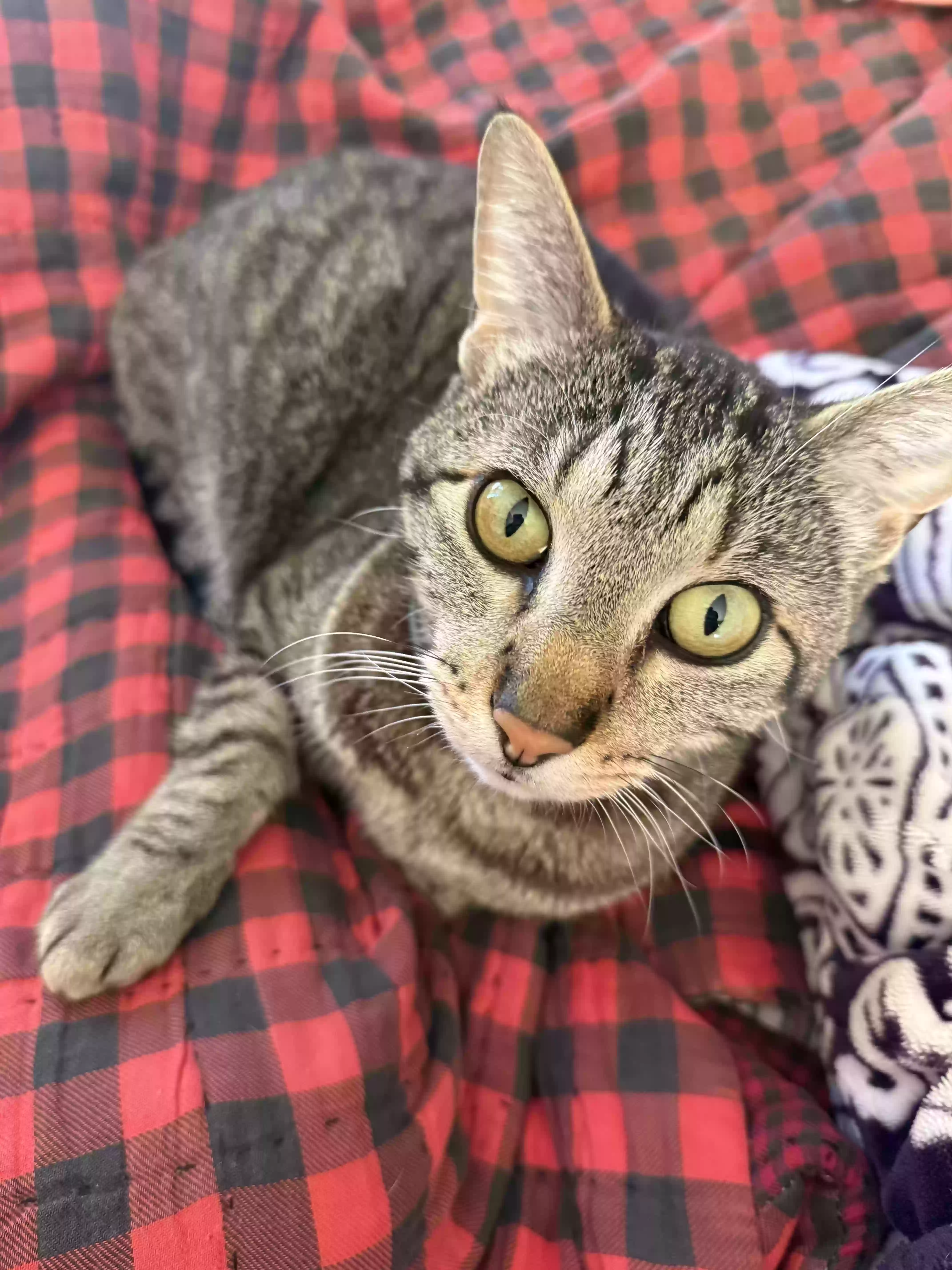 Lost cat in Oklahoma City, OK, 73114