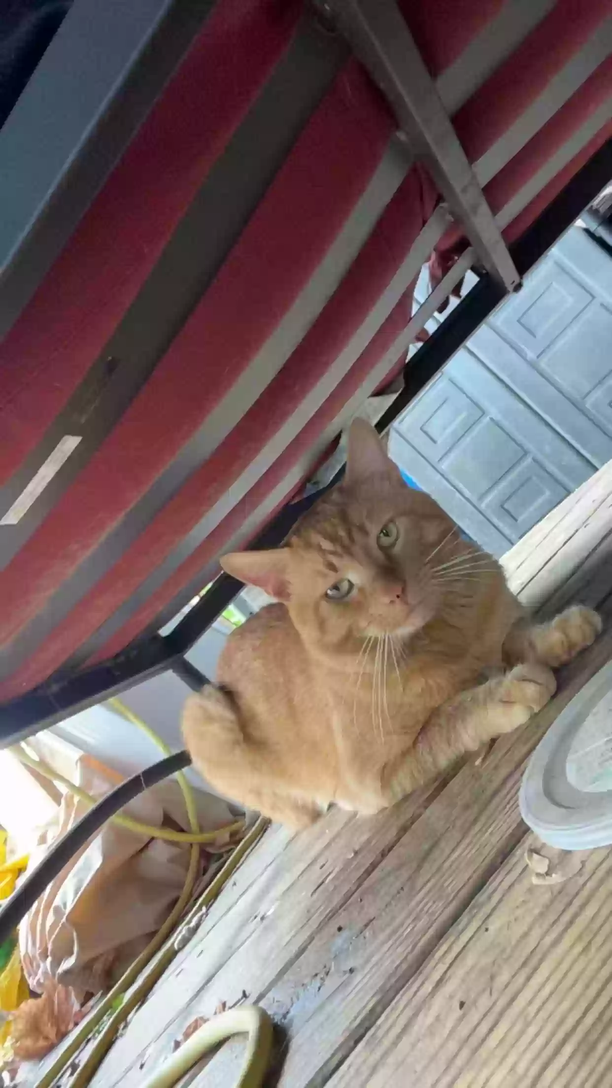 Lost cat in Meriden, CT, 6450