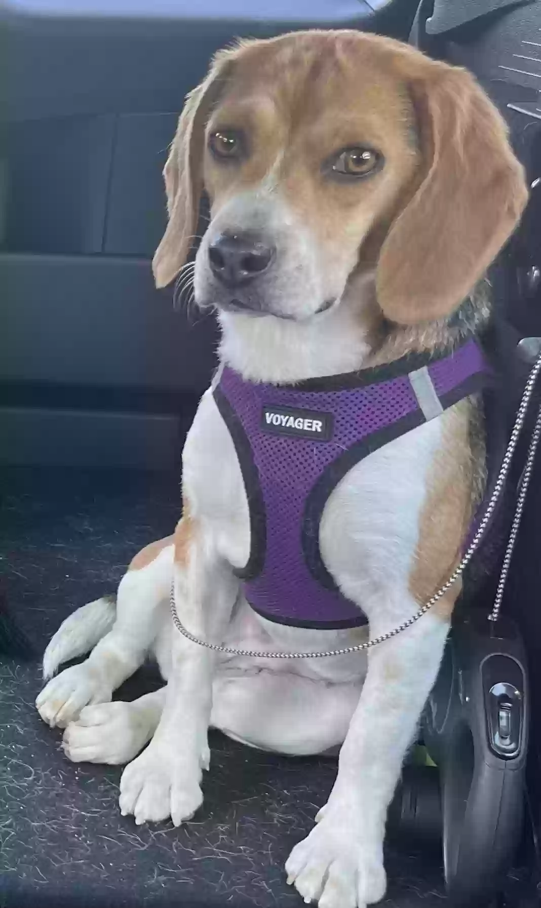 Lost dog in Swiftwater, PA, 18370