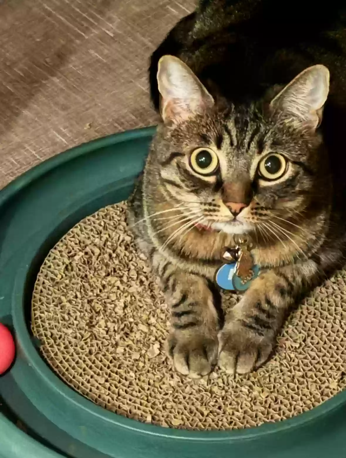 Lost cat in Moorpark, CA, 93021