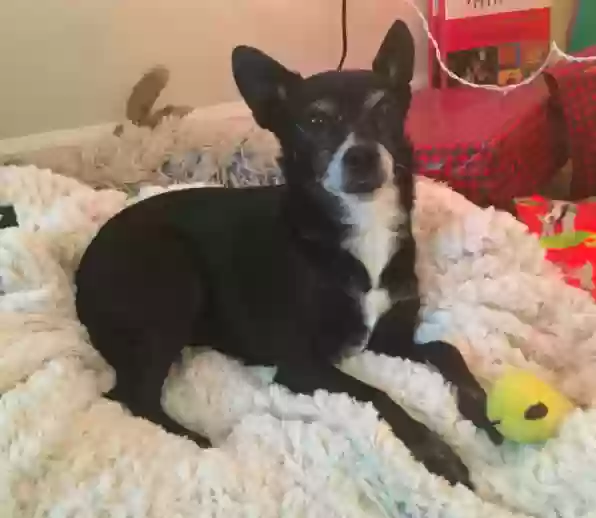 Lost dog in Bel Air, MD, 21015