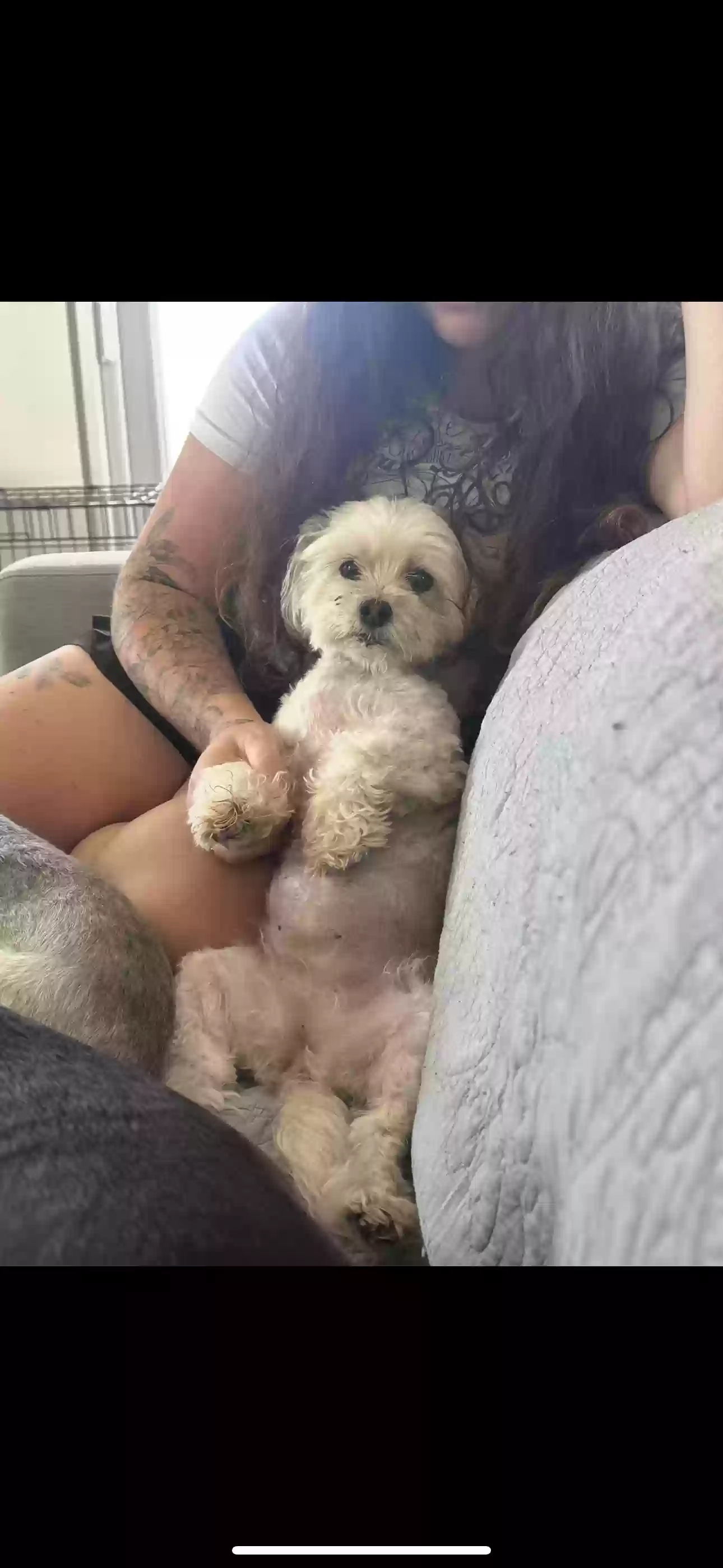Lost dog in Saint Augustine, FL, 32080