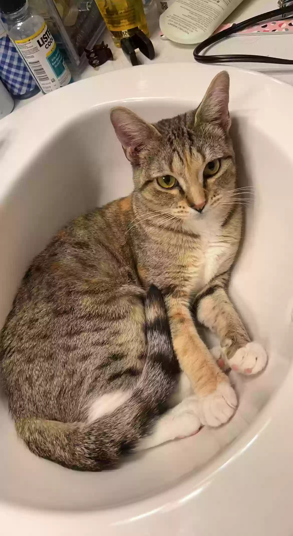 Lost cat in Greeley, CO, 80634