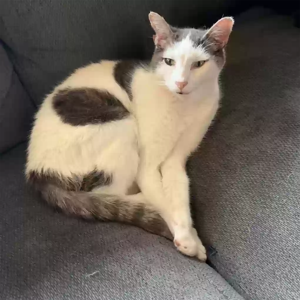Lost cat in Portland, OR, 97222