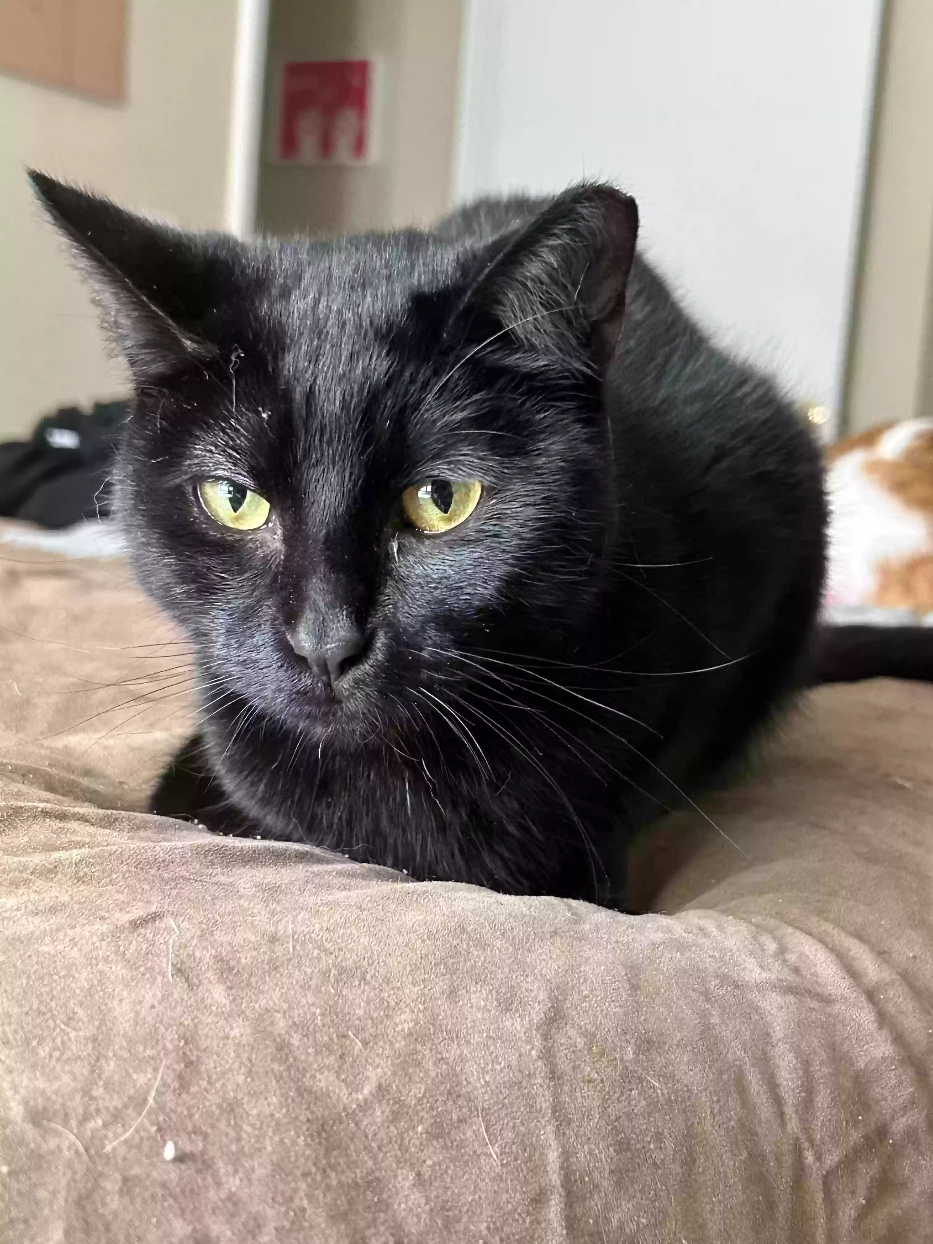 Lost cat in Naples, FL, 34113