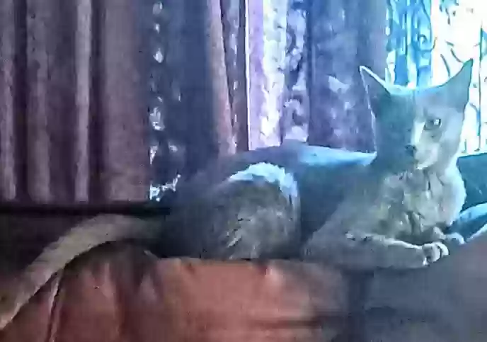 Lost cat in Indianapolis, IN, 46220