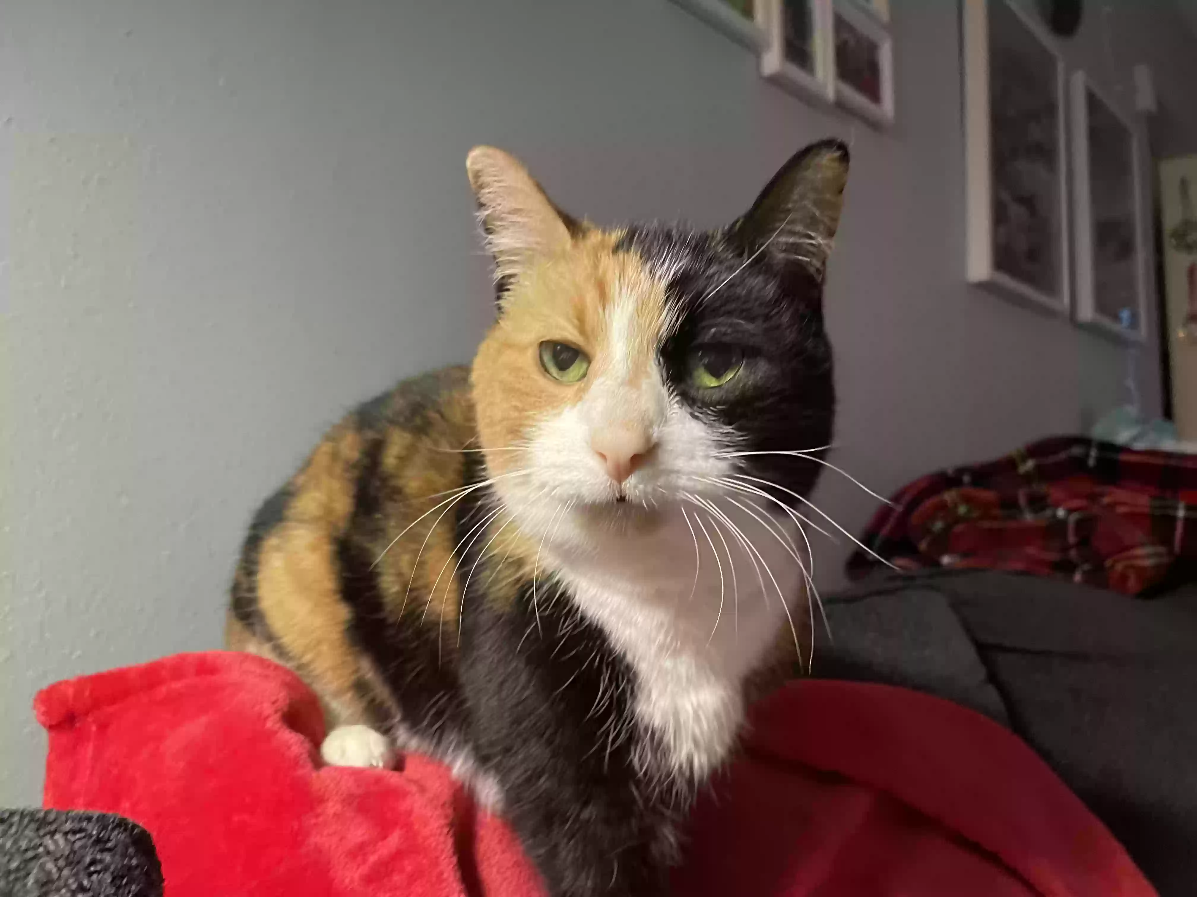 Lost cat in Dayton, OH, 45410