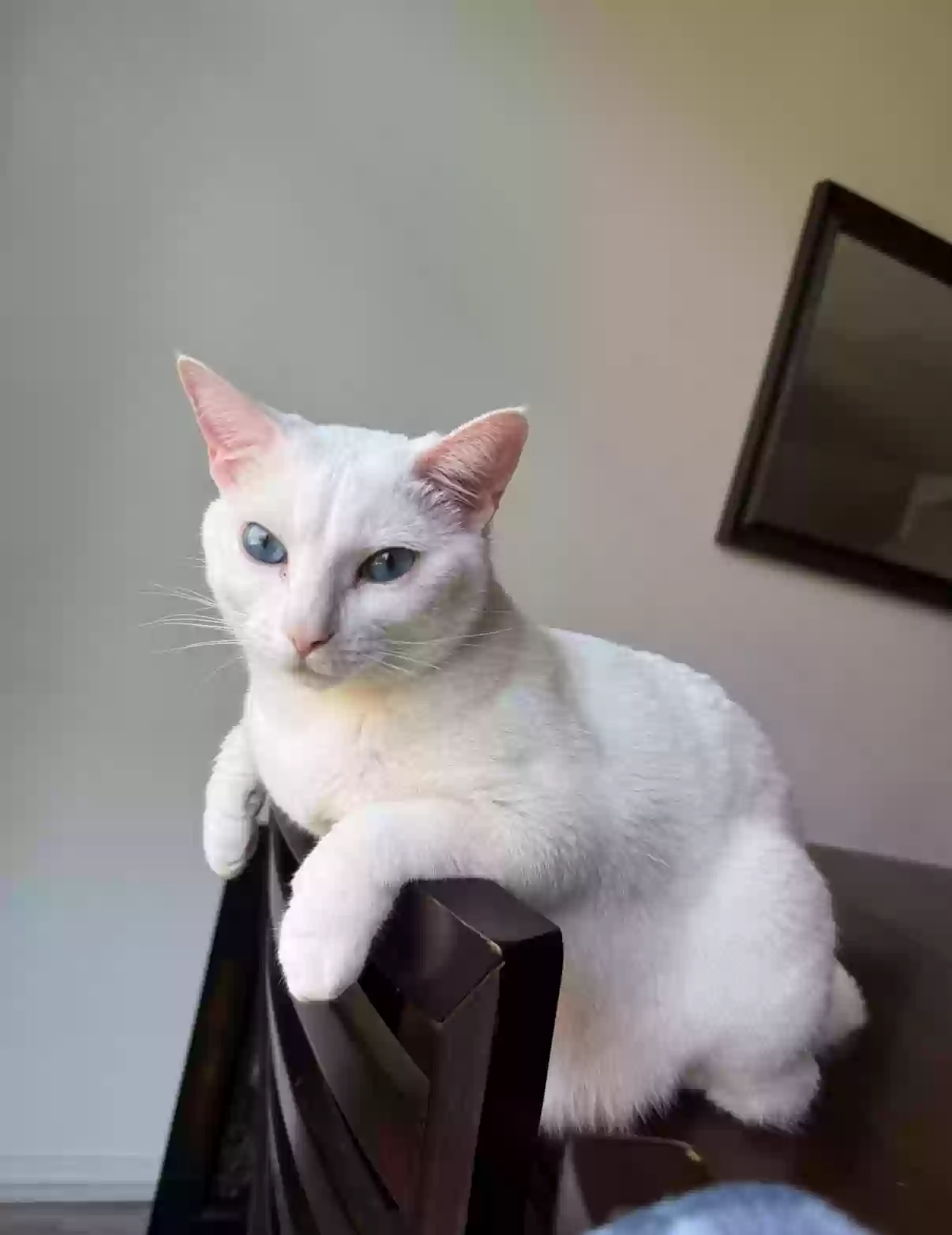 Lost cat in Beaverton, OR, 97078