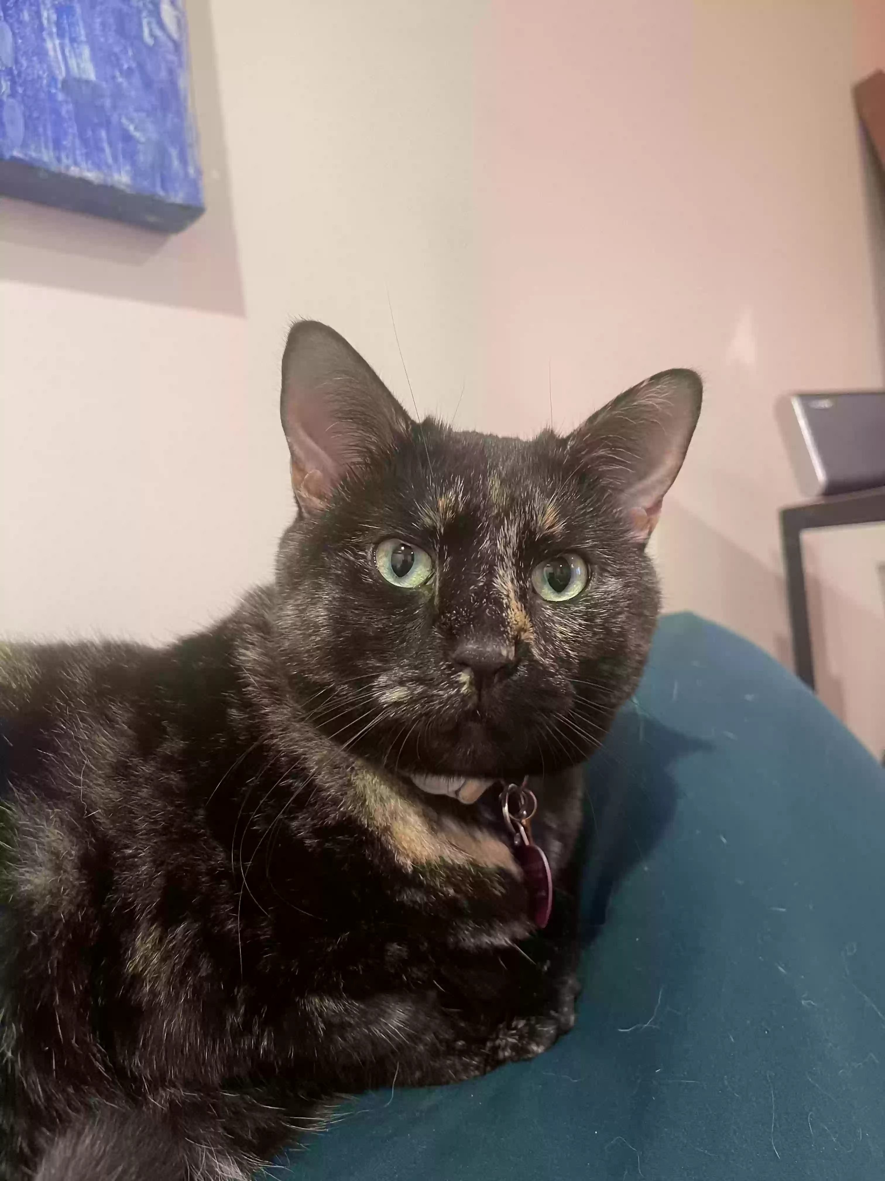 Lost cat in Arlington, VA, 22206