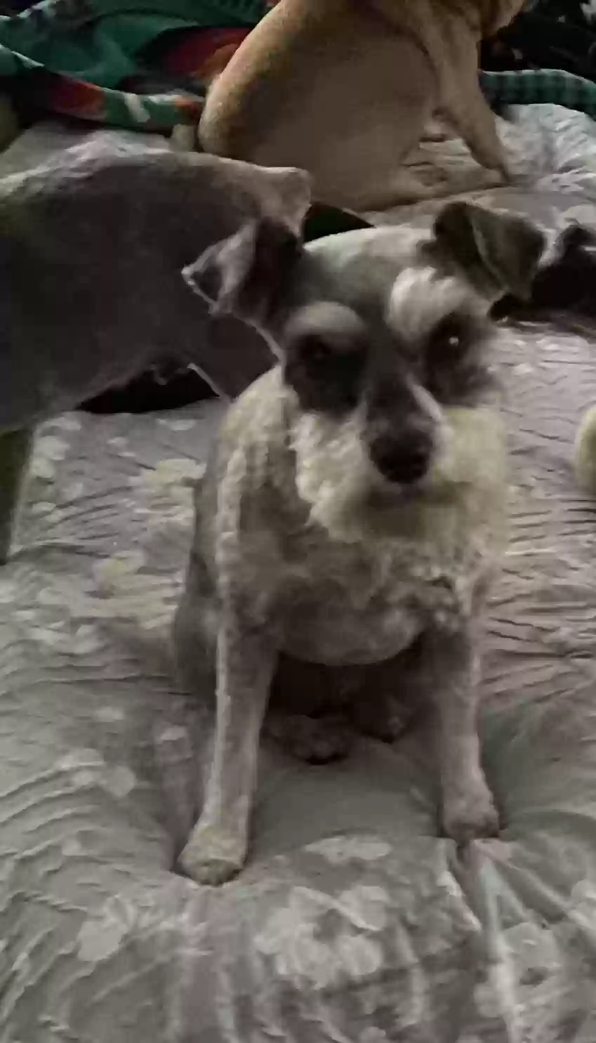 Lost dog in Webster, TX, 77598