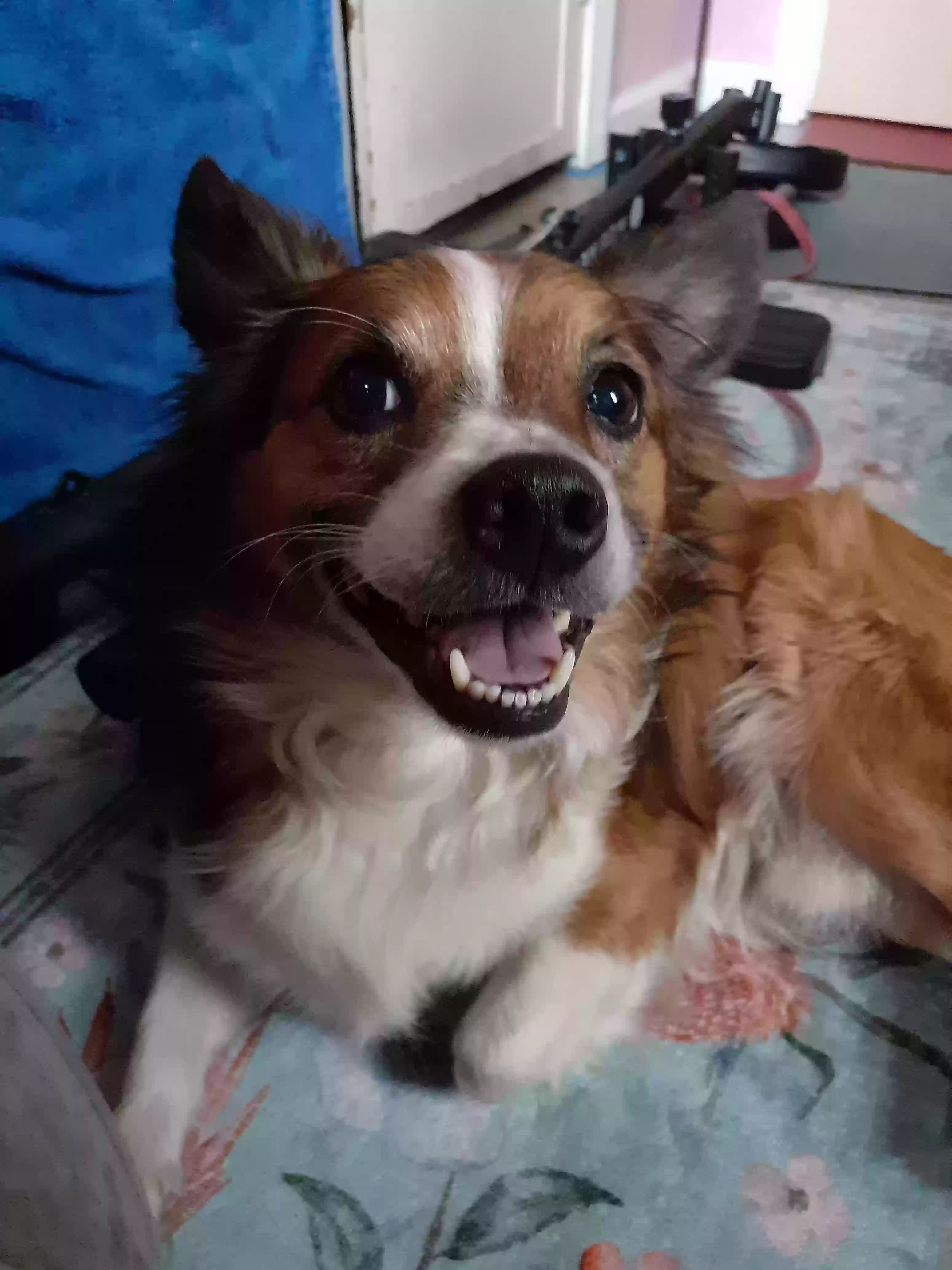 Found dog in Indianapolis, IN, 46222