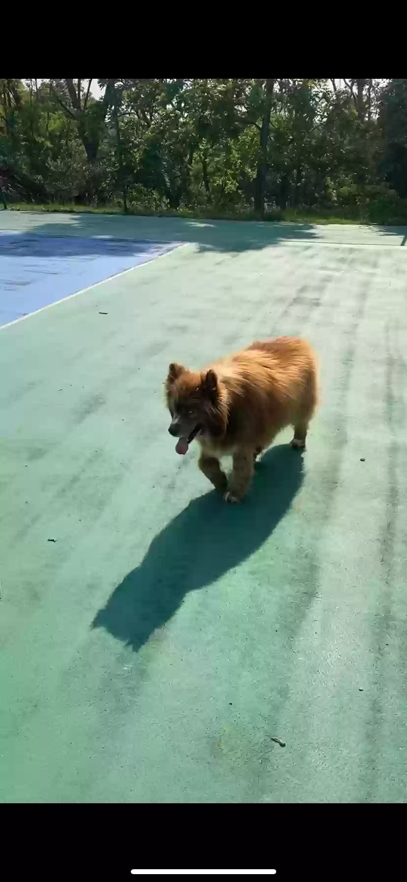 Lost dog in Pittsburgh, PA, 15220