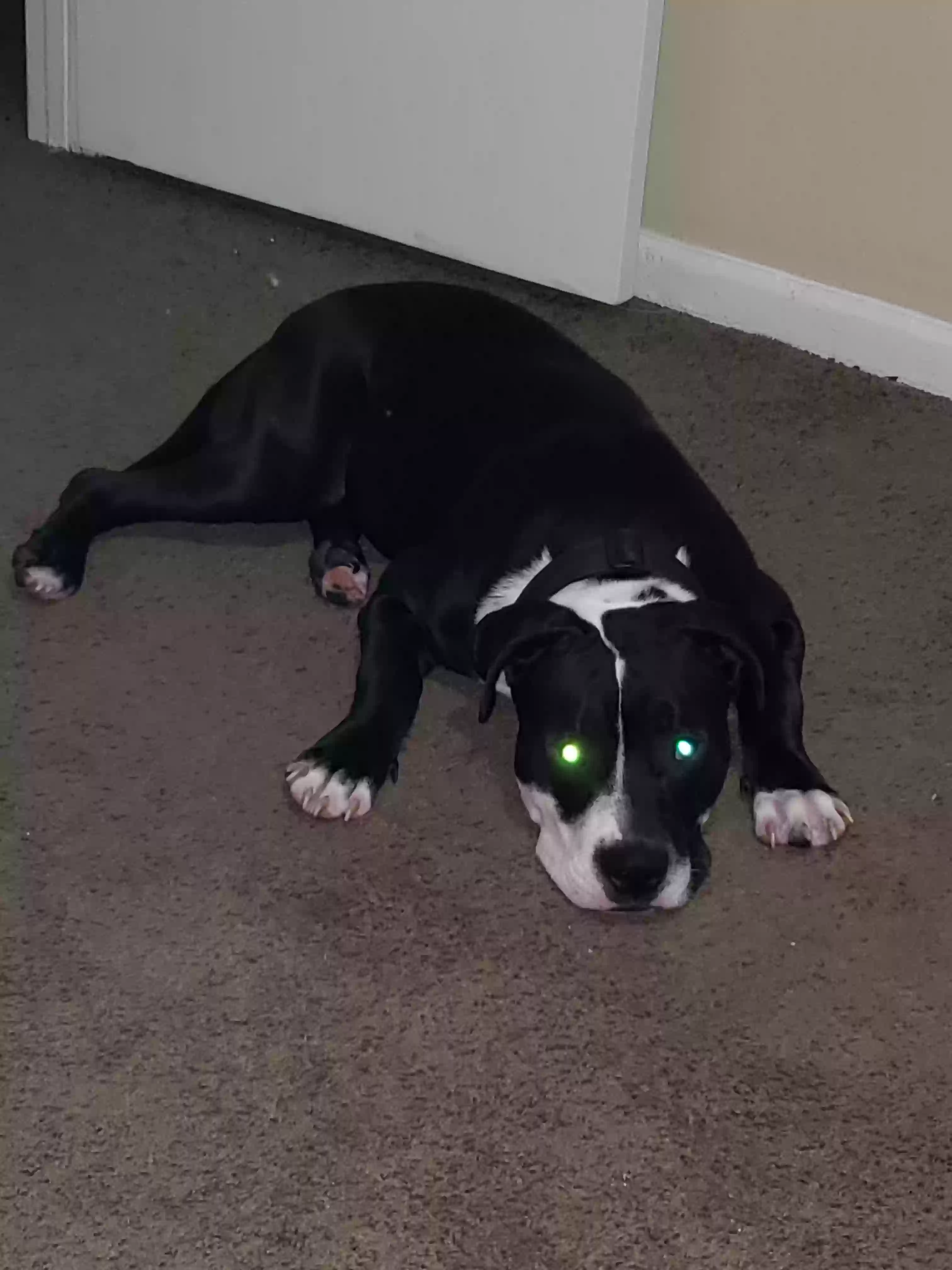 Lost dog in Morrow, GA, 30260