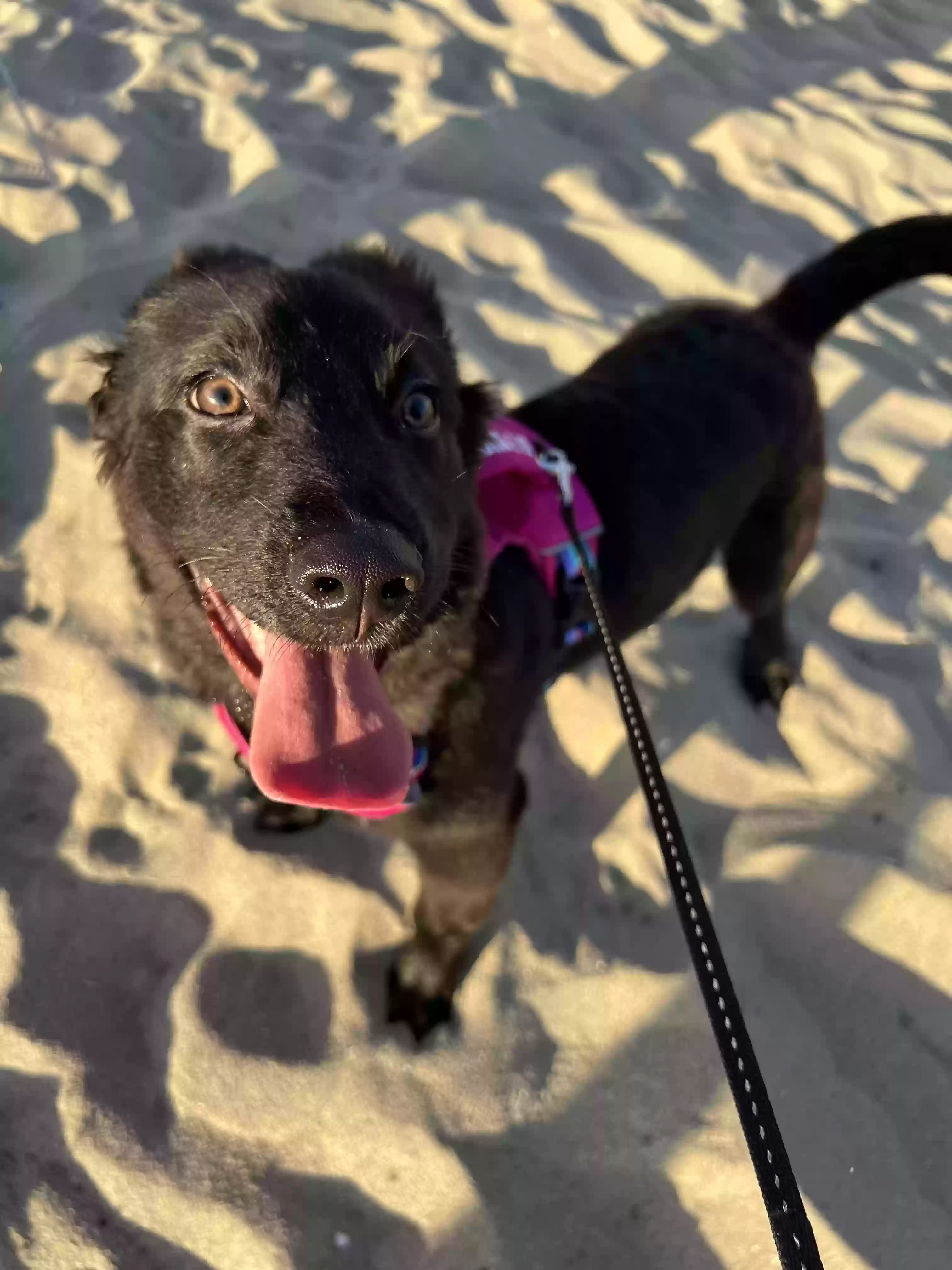 Lost dog in Torrance, CA, 90501