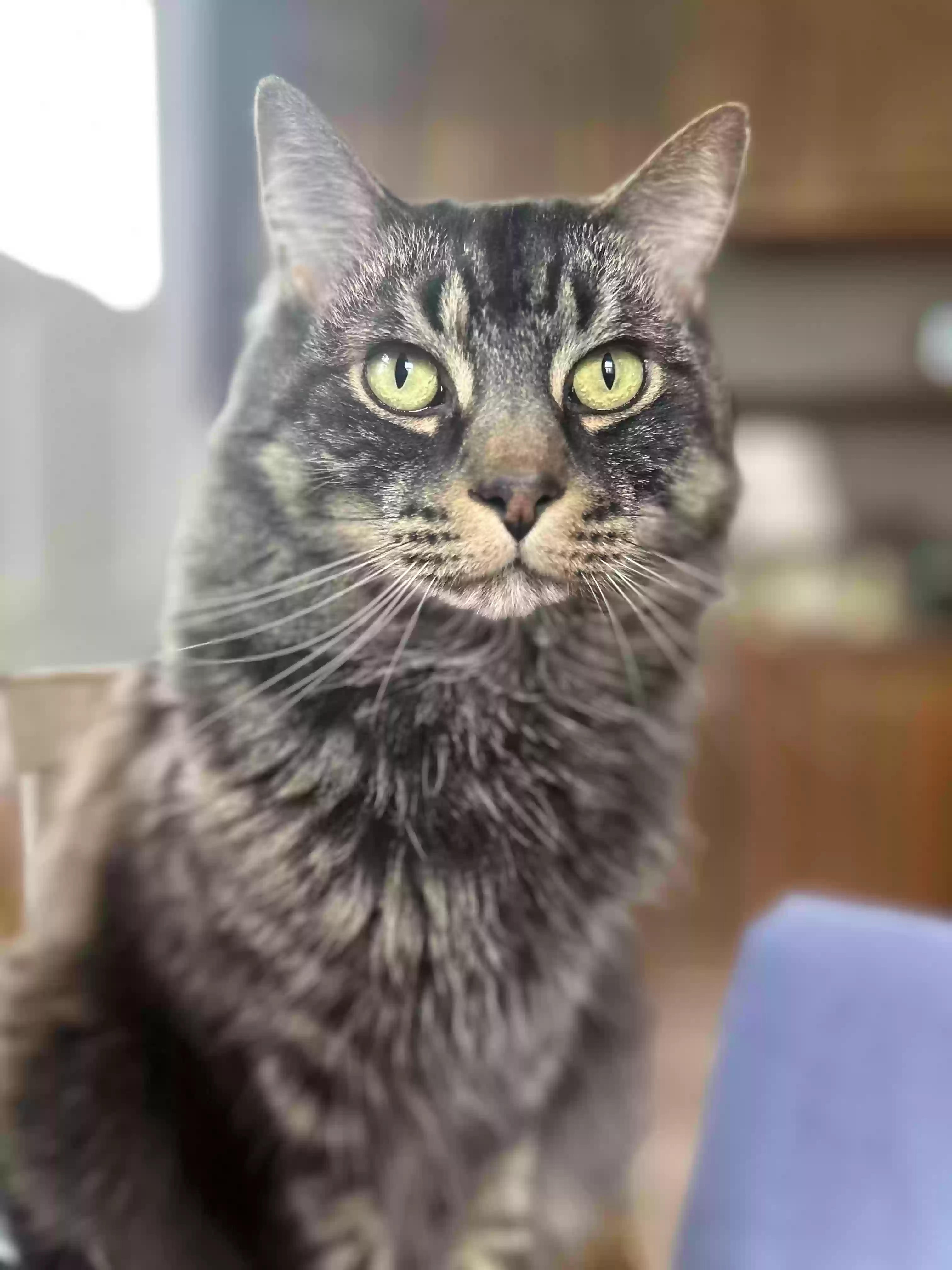 Lost cat in Hickory, NC, 28601